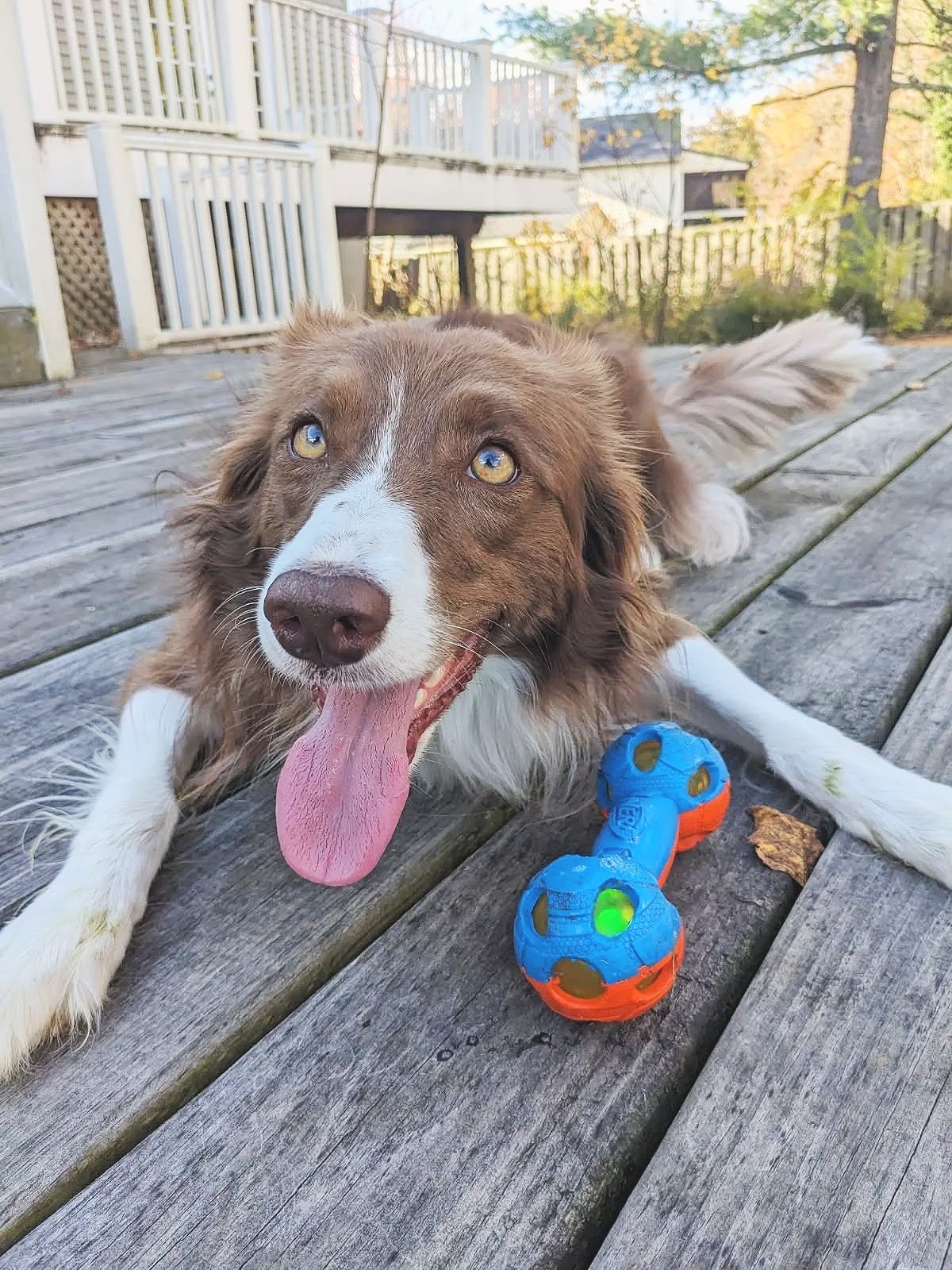 A happy brown and white Border Collie laying on a wooden deck with a blue and orange chew toy nearby. The dog has blue eyes, its tongue out, and appears excited.