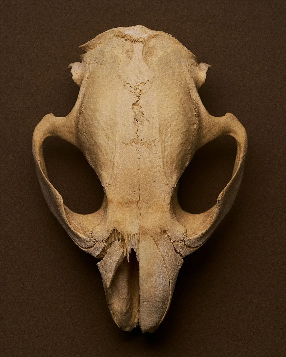 sara-anderson-0152-fall-still-life-skull.jpg