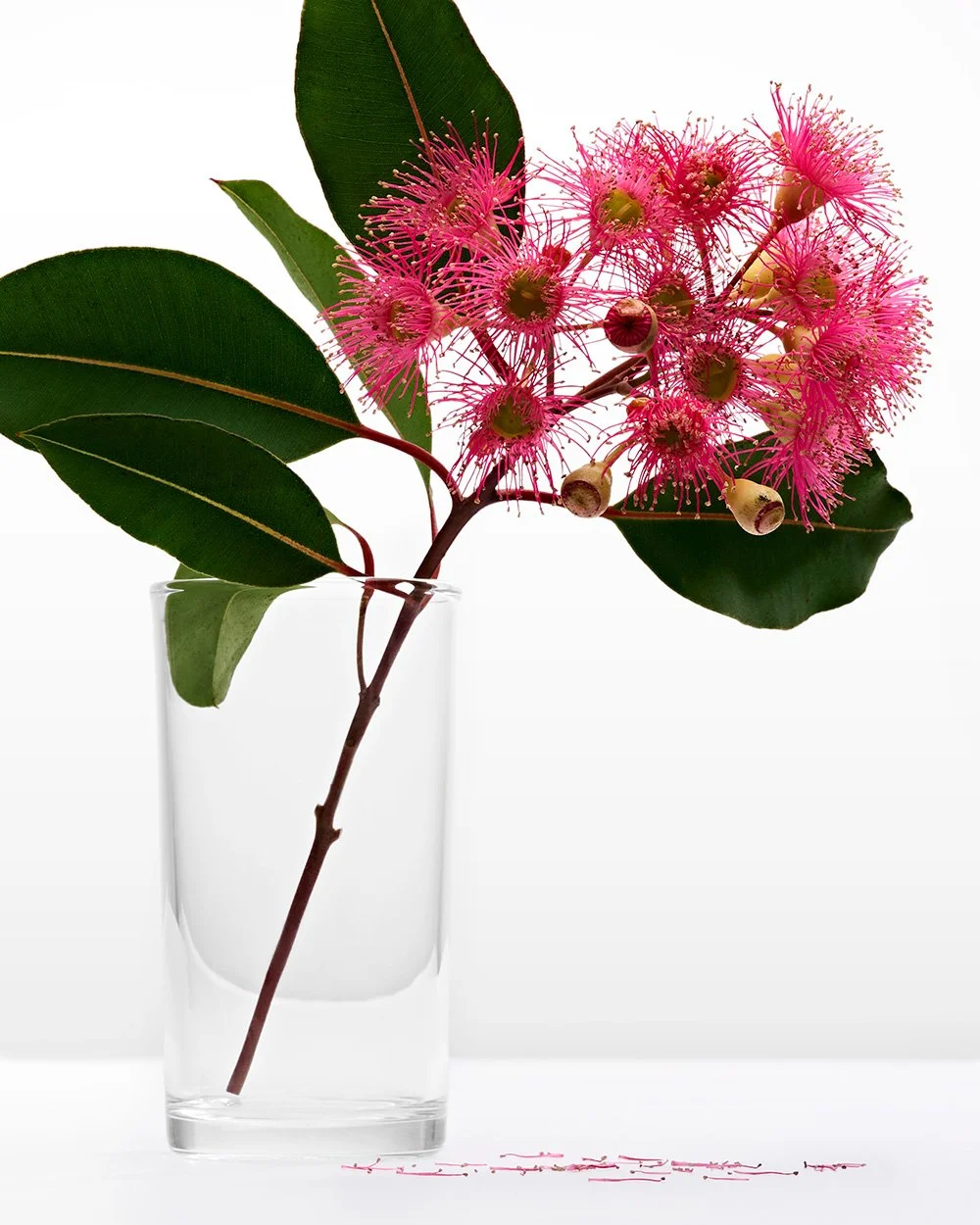 Pink flowering gum 0035 crop.jpg