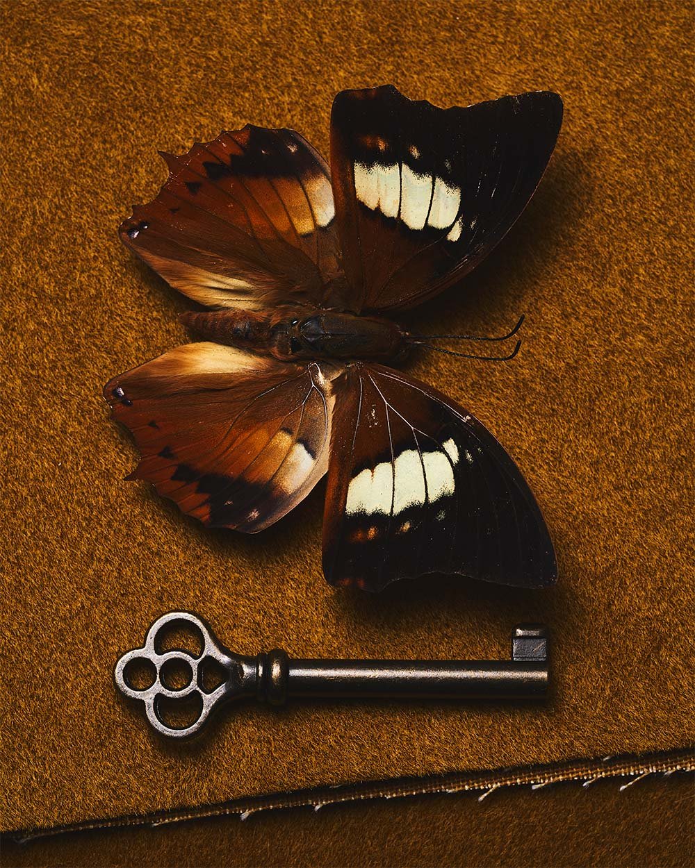 sara-anderson-0059-fall still-life-moth-key.jpg