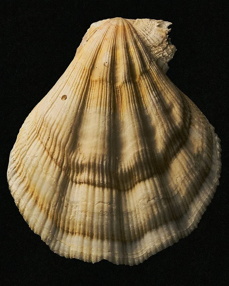 Seashells 0056 archival.jpg