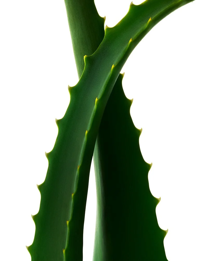 Close-up of an agave plant with thick, green, spiked leaves.
