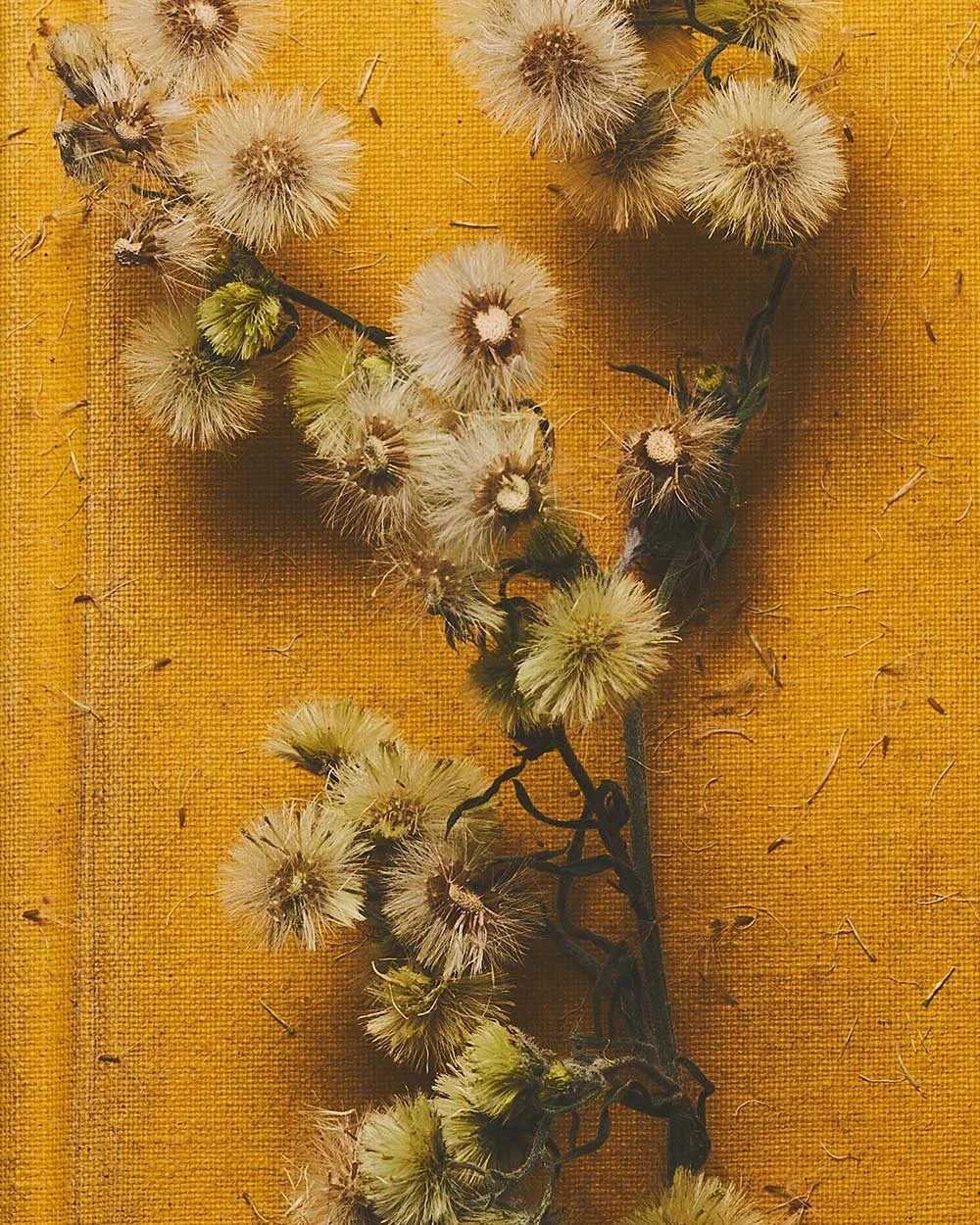 sara-anderson-0131-fall-still-life-book-dandelion.jpg