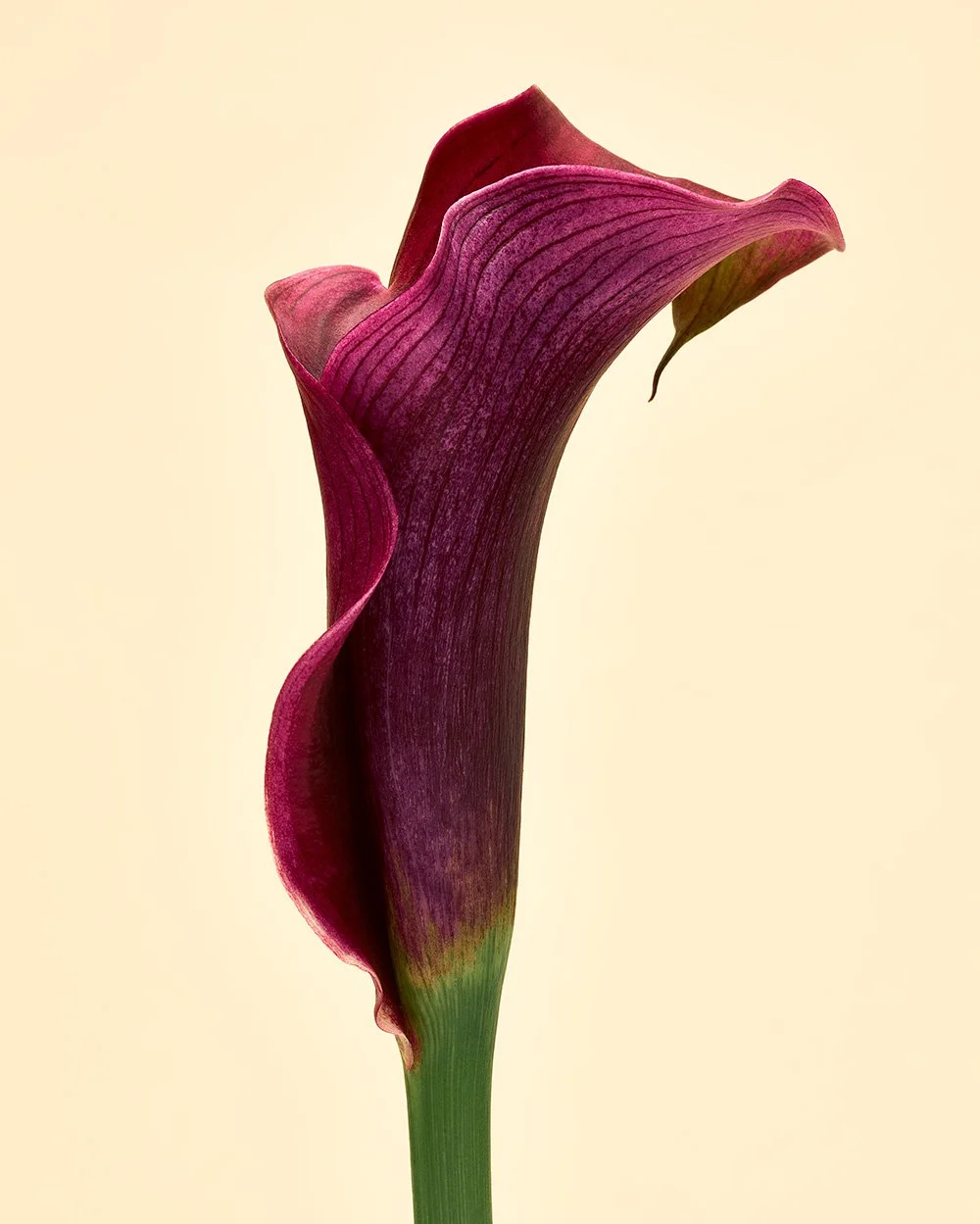 Holiday 0241 calla lily.jpg