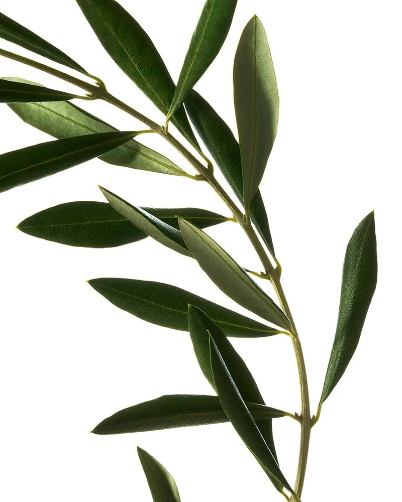 Versed 5543 squalane.jpg