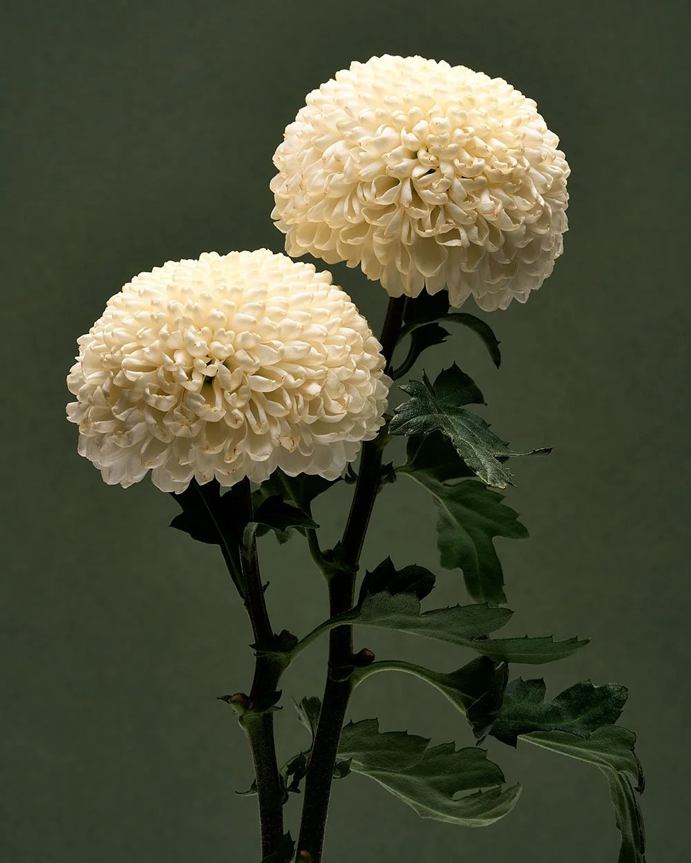 Two white chrysanthemum flowers on green background.