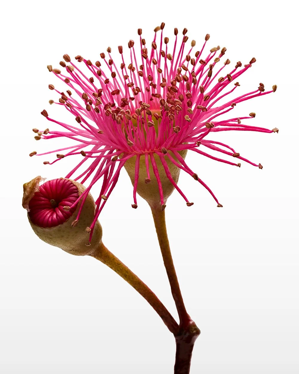 Pink flowering gum 0050.jpg