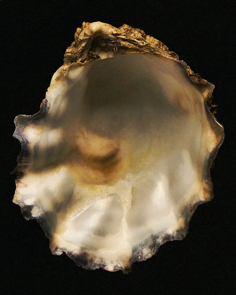 Seashells 0065 archival.jpg