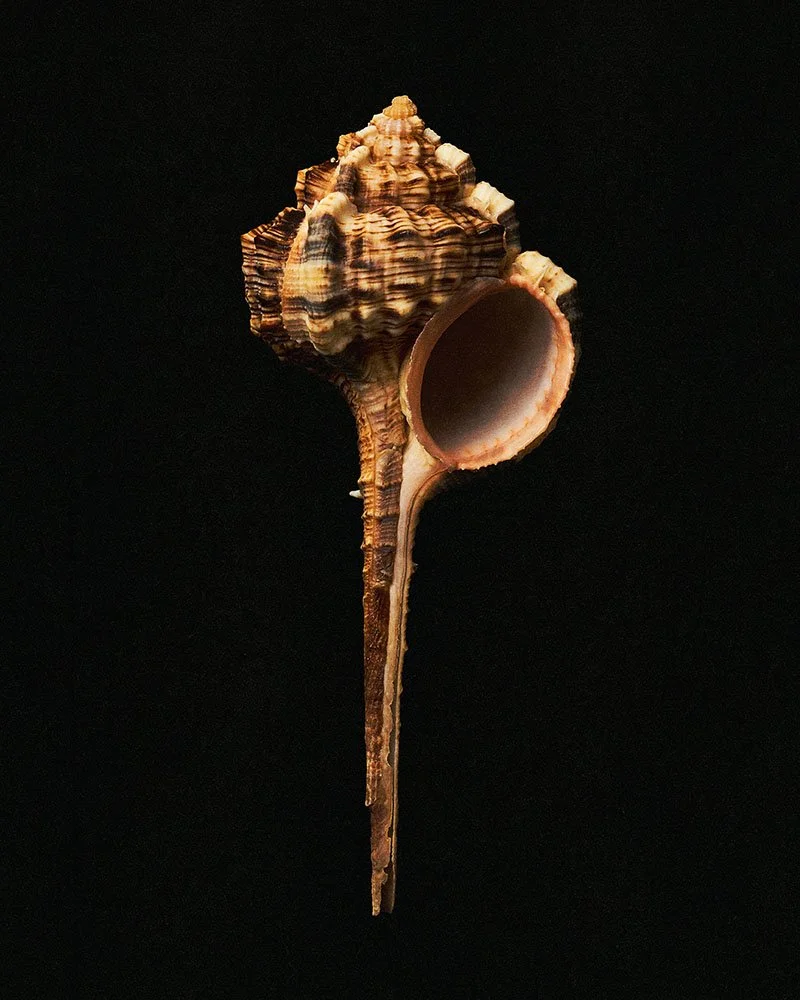 Seashells 0104 archival.jpg