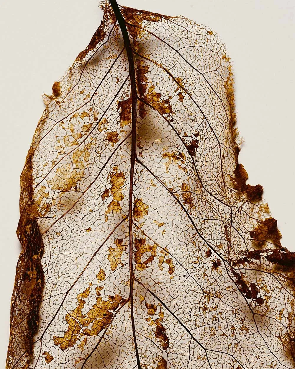sara-anderson-0167-fall-still-life-skeleton-leaf.jpg
