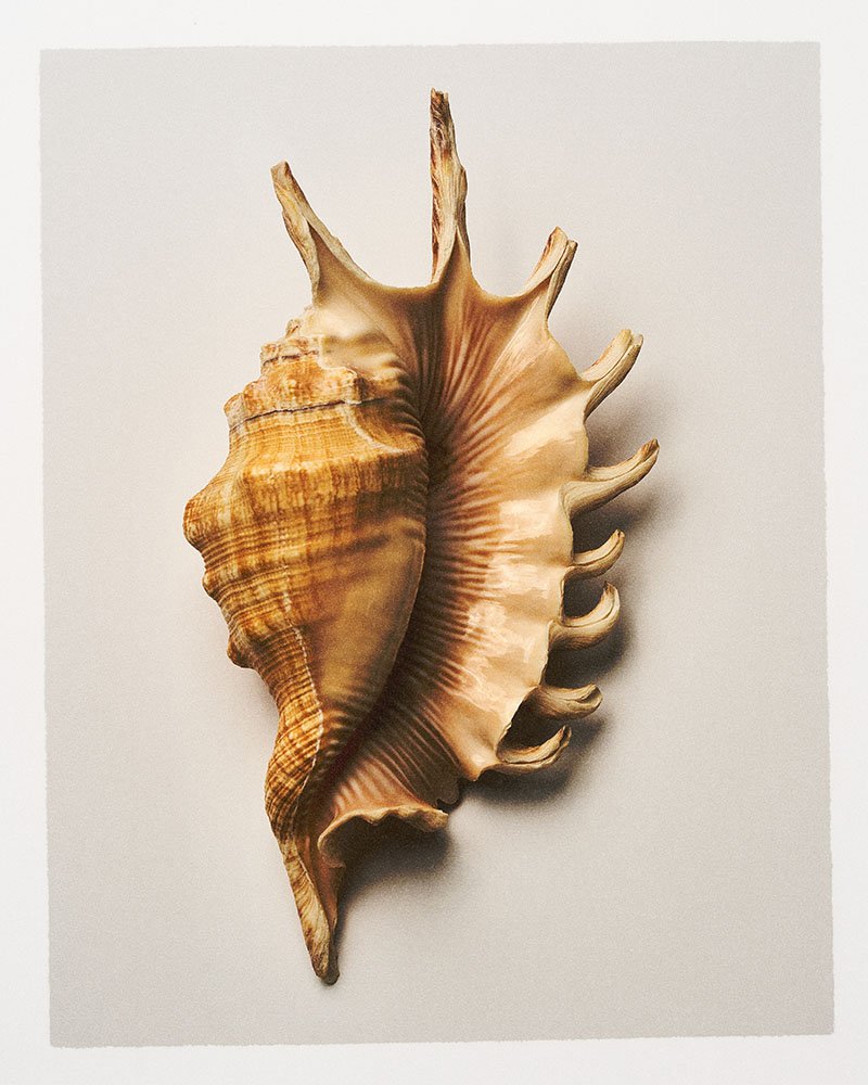 Seashells 0003 archival.jpg