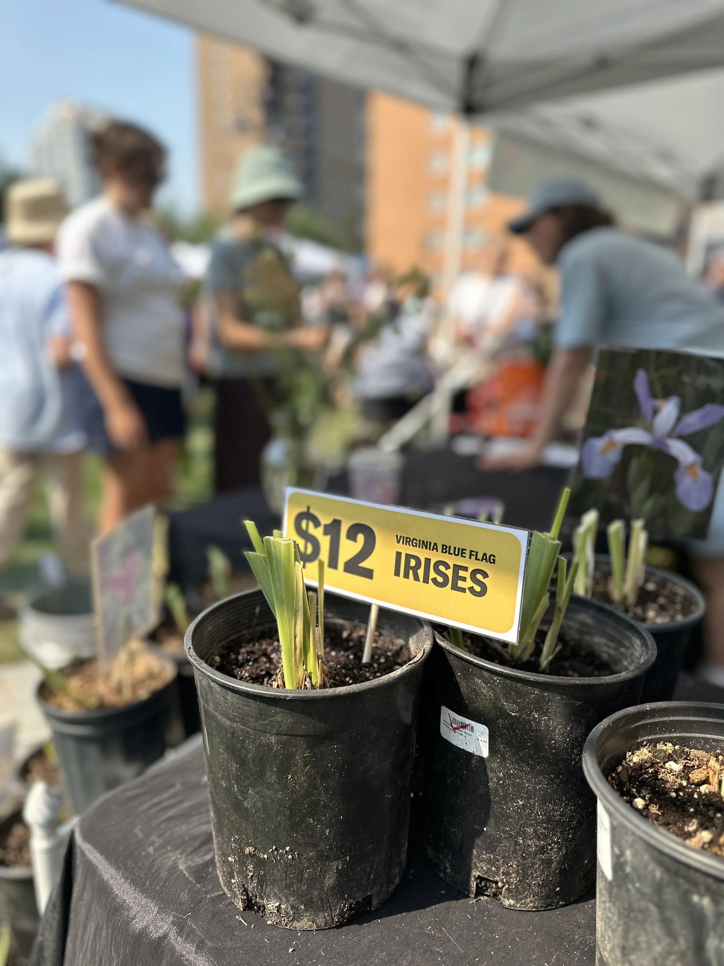 Irises for sale from Beaulieu Gardens