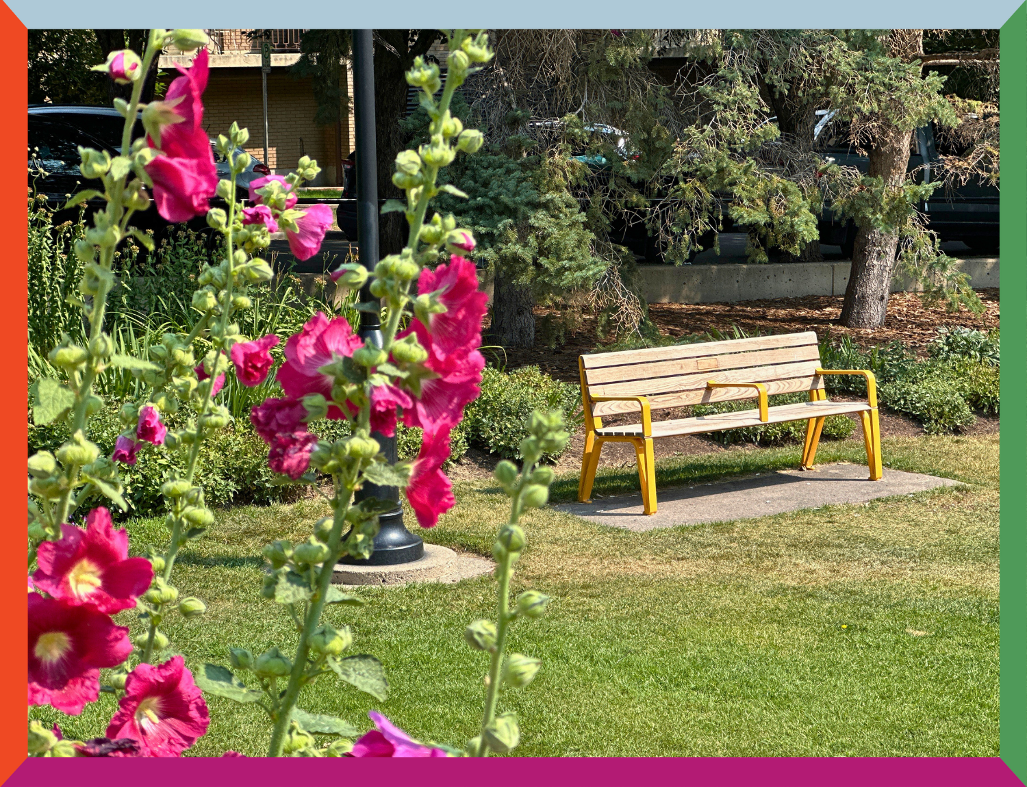 Yellow bench in formal gardens with hollyhocks