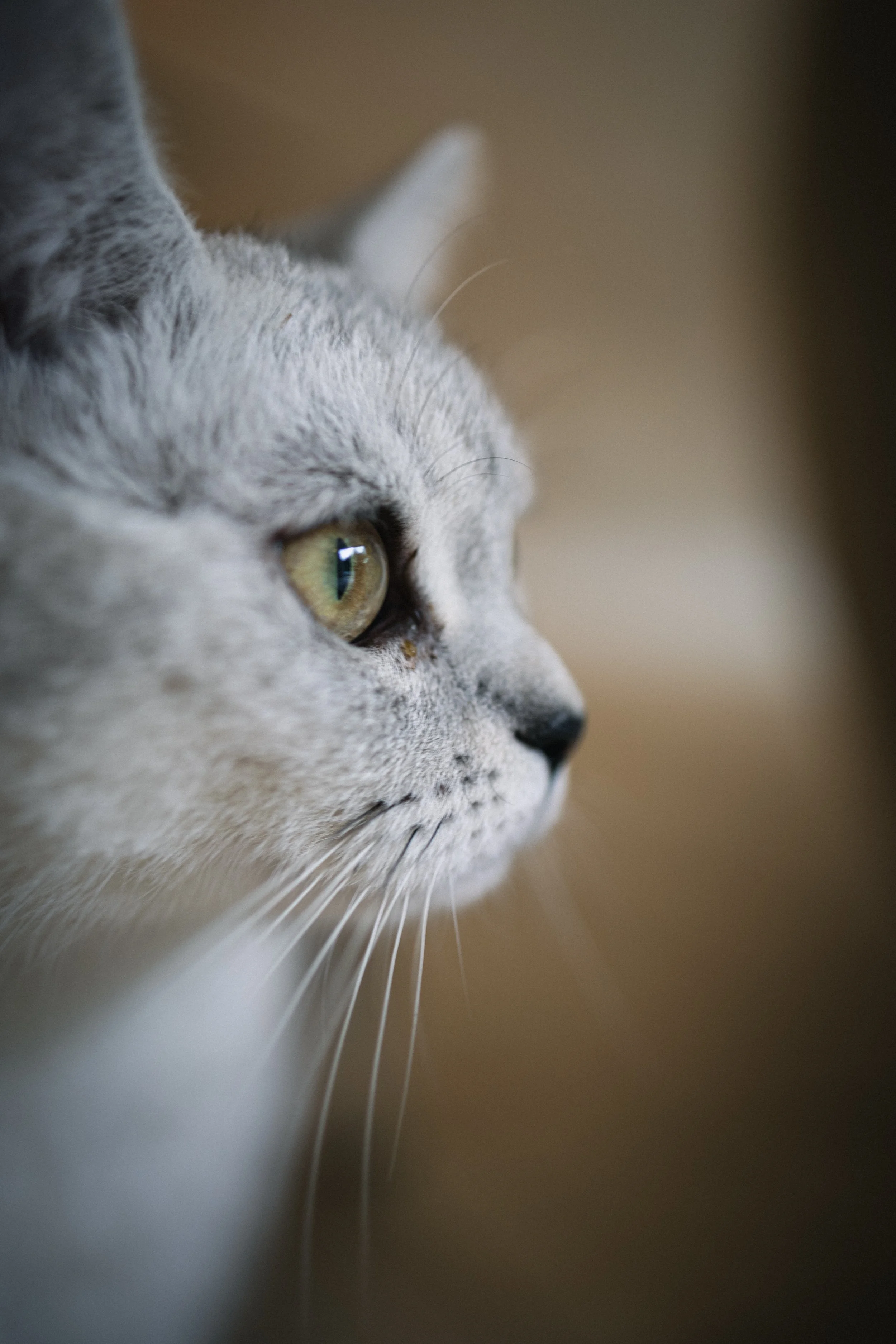 Close-up side profile of a gray tabby cat gazing intently to the right, with yellow-green eyes and detailed fur.