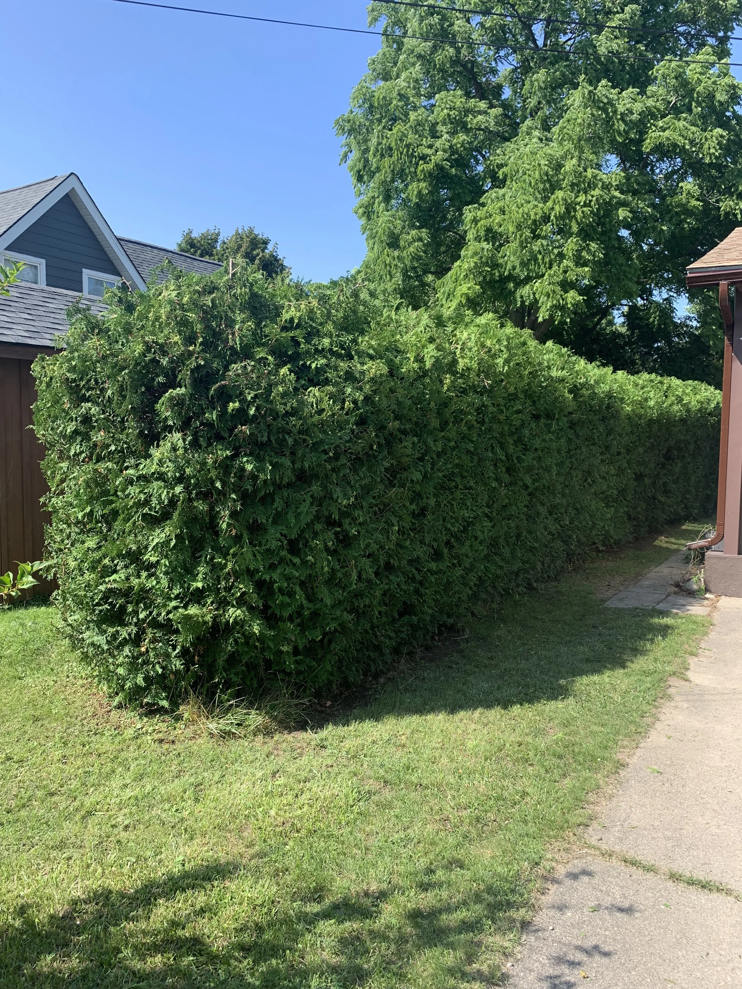 Hedge 3.jpg