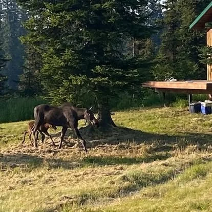 Female moose and calf