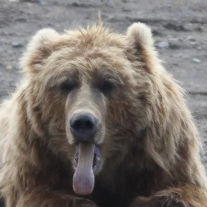 Face of a grizzly bear