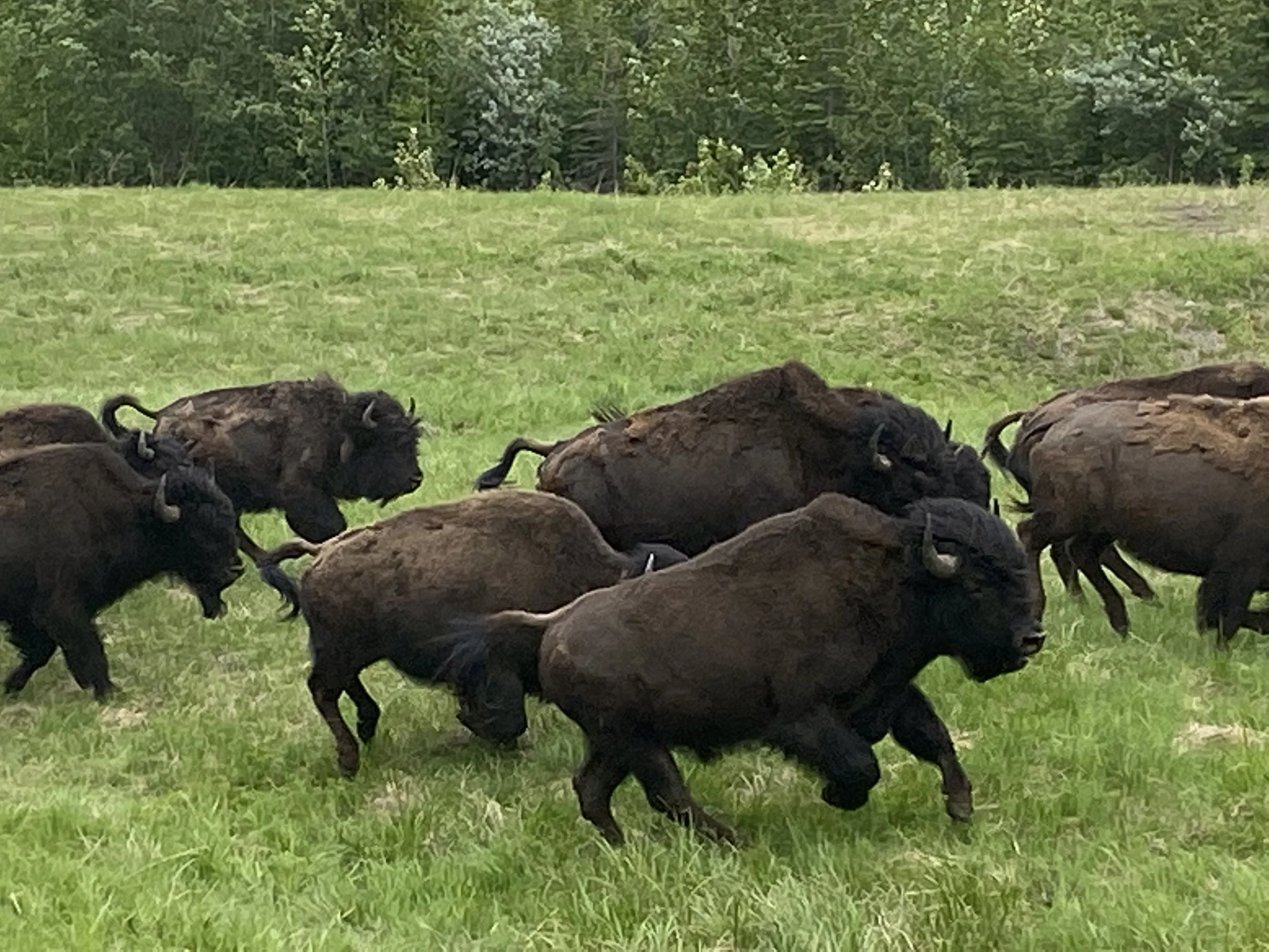 Wild bison bulls