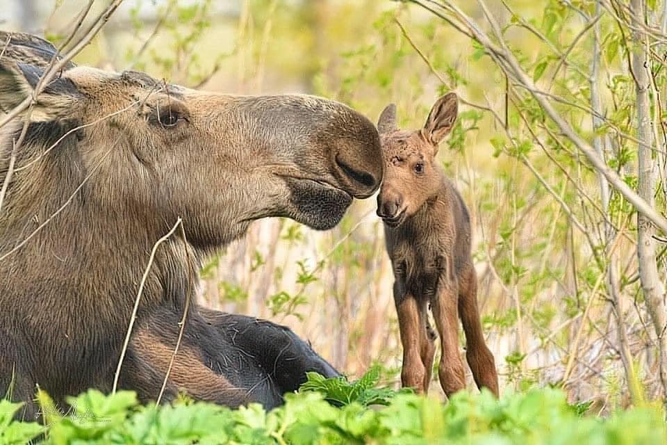 Mother and baby moose