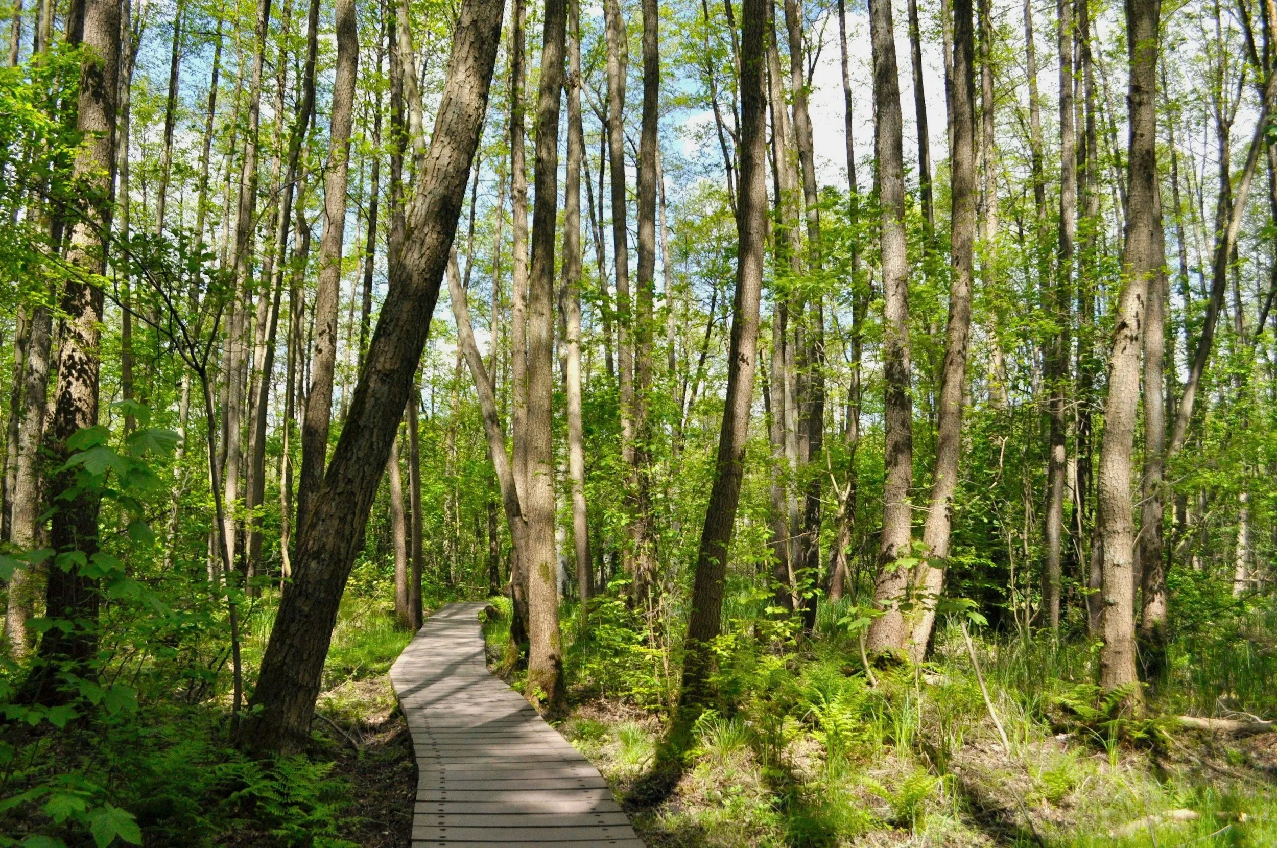 A wooden boardwalk through a dense forest with tall trees and green foliage, under a partly cloudy sky.