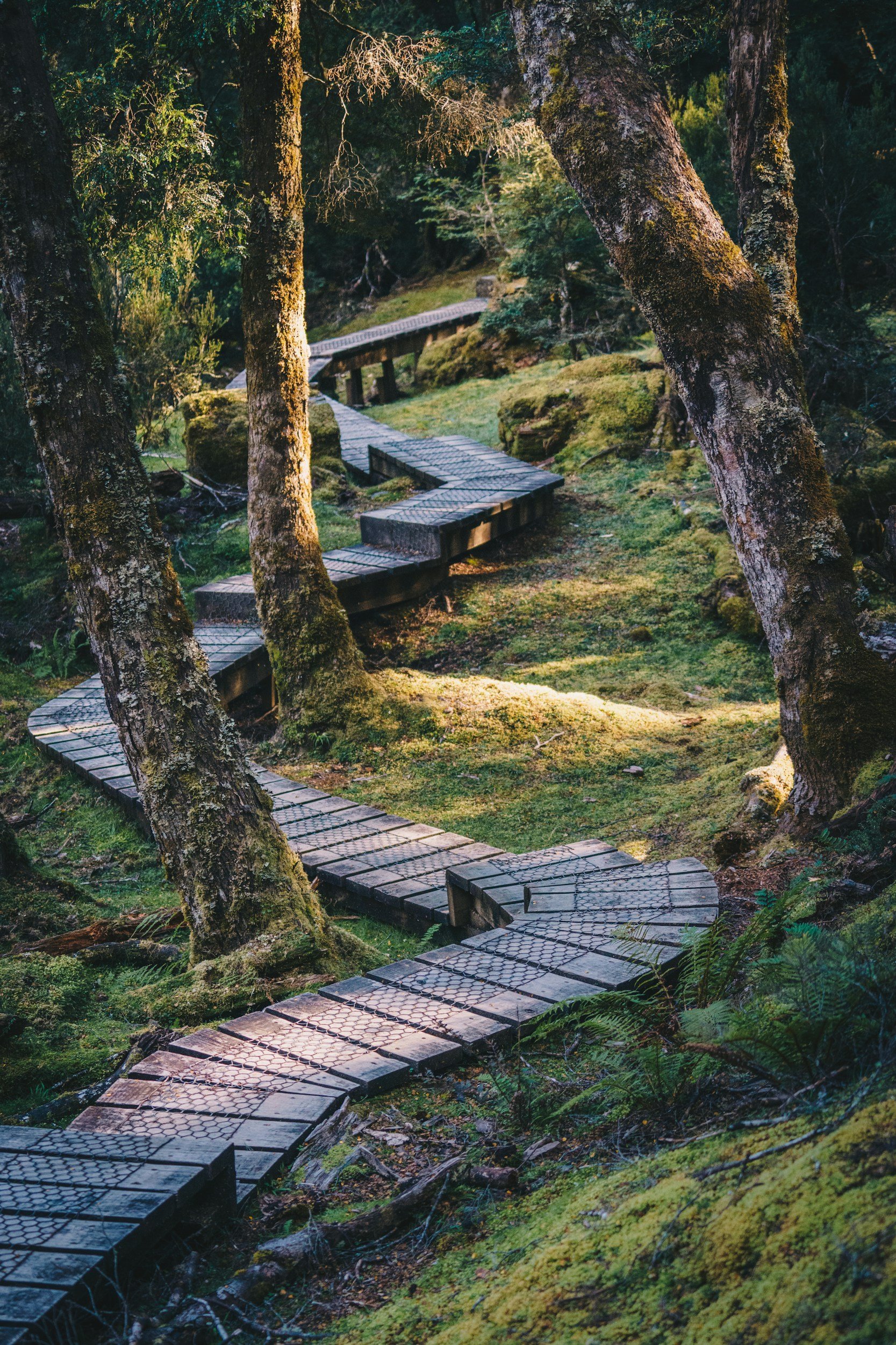 A wooden pathway winding through a lush, moss-covered forest with trees and green foliage.