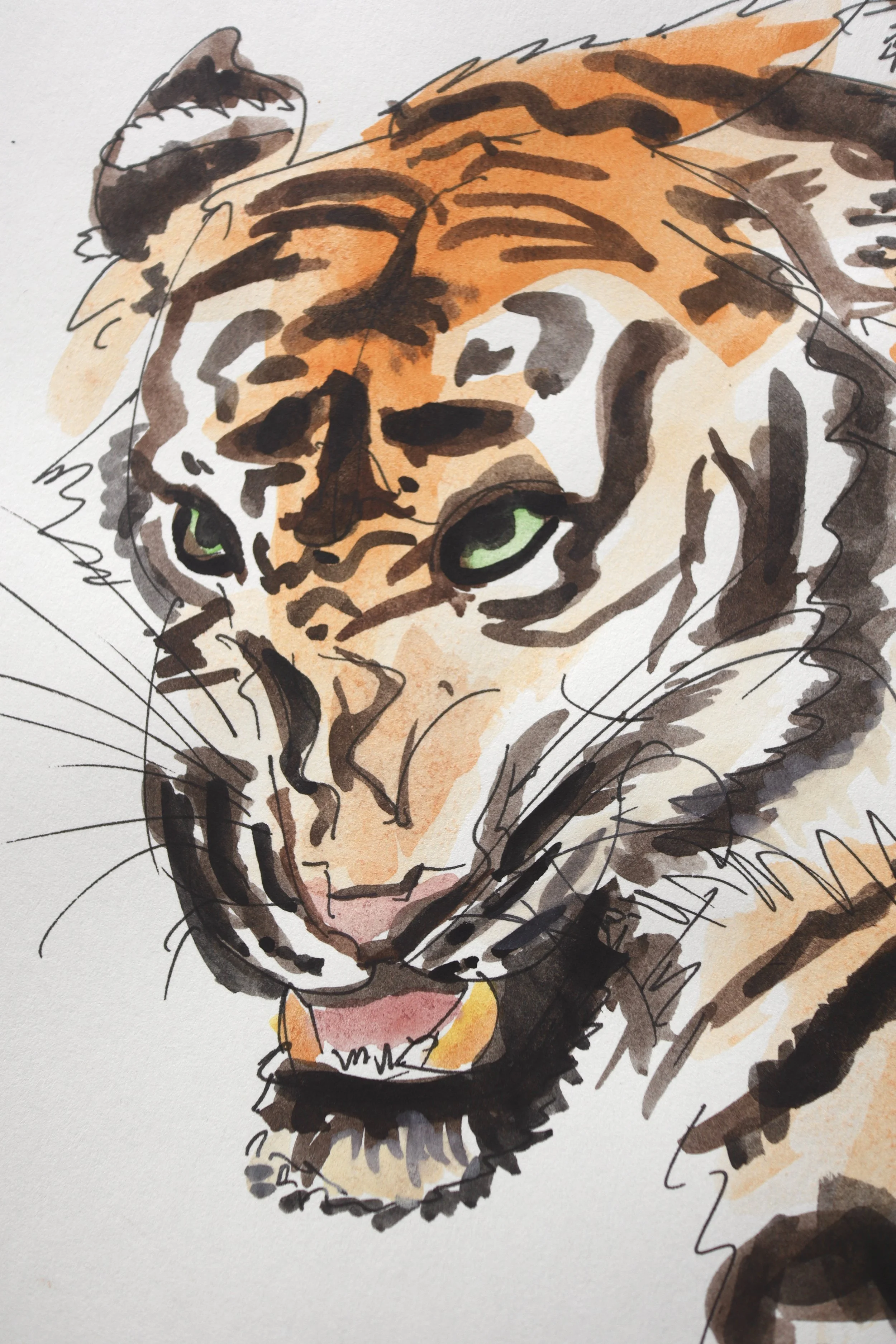 tiger 2_watercolour.jpg