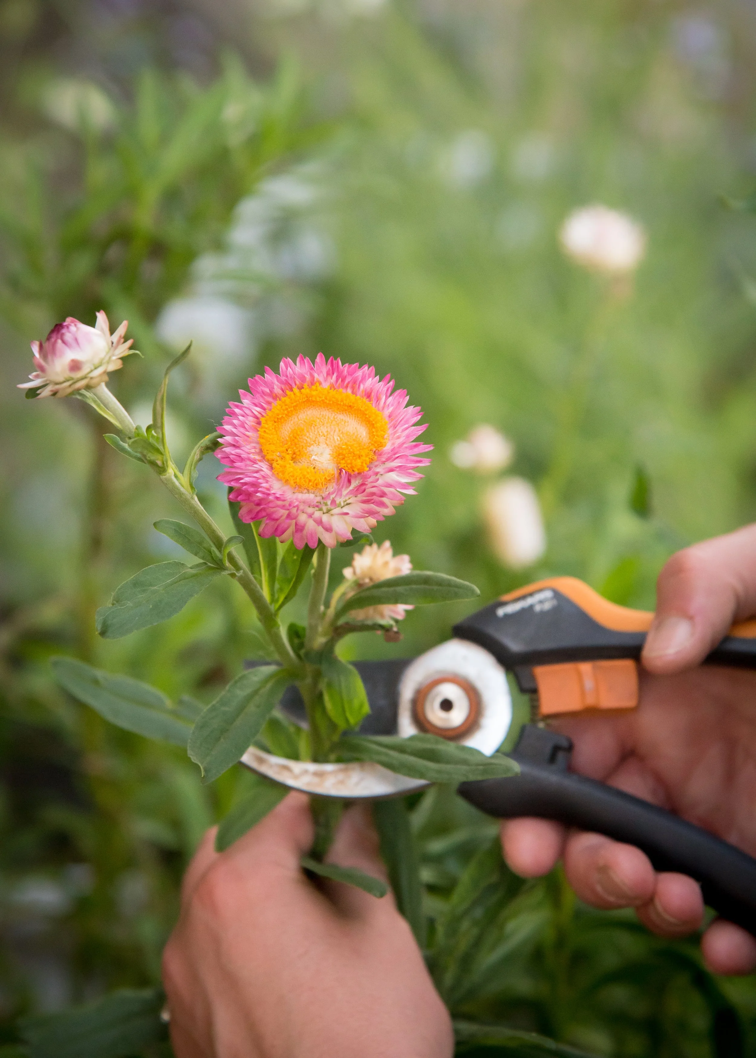 A person pruning a pink and yellow flower with gardening shears in a green garden.