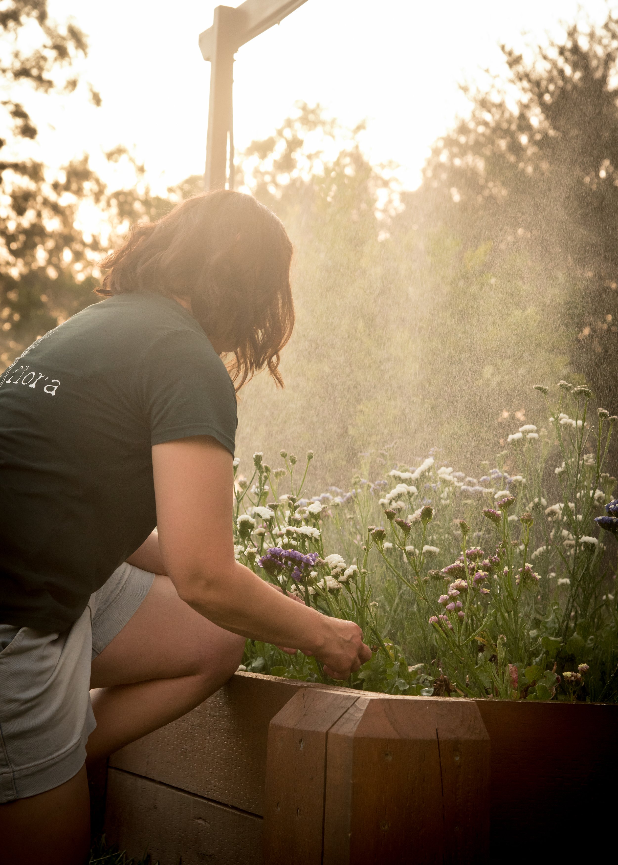 A person with shoulder-length hair, wearing a dark T-shirt and light-colored shorts, crouches beside a flower bed in the late afternoon or early evening sunlight, tending to blooming flowers.