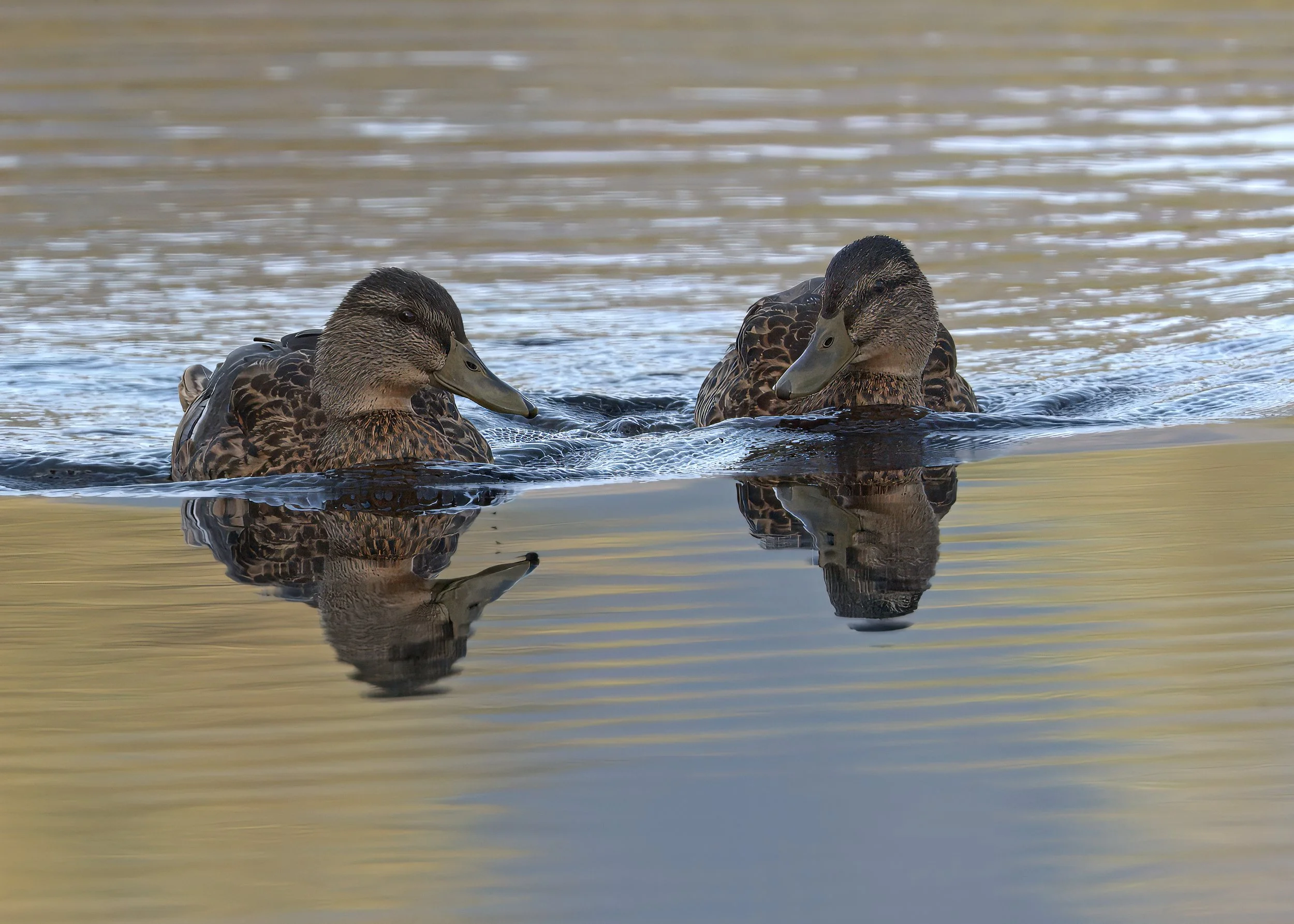 DSC_2815- 4.jpg