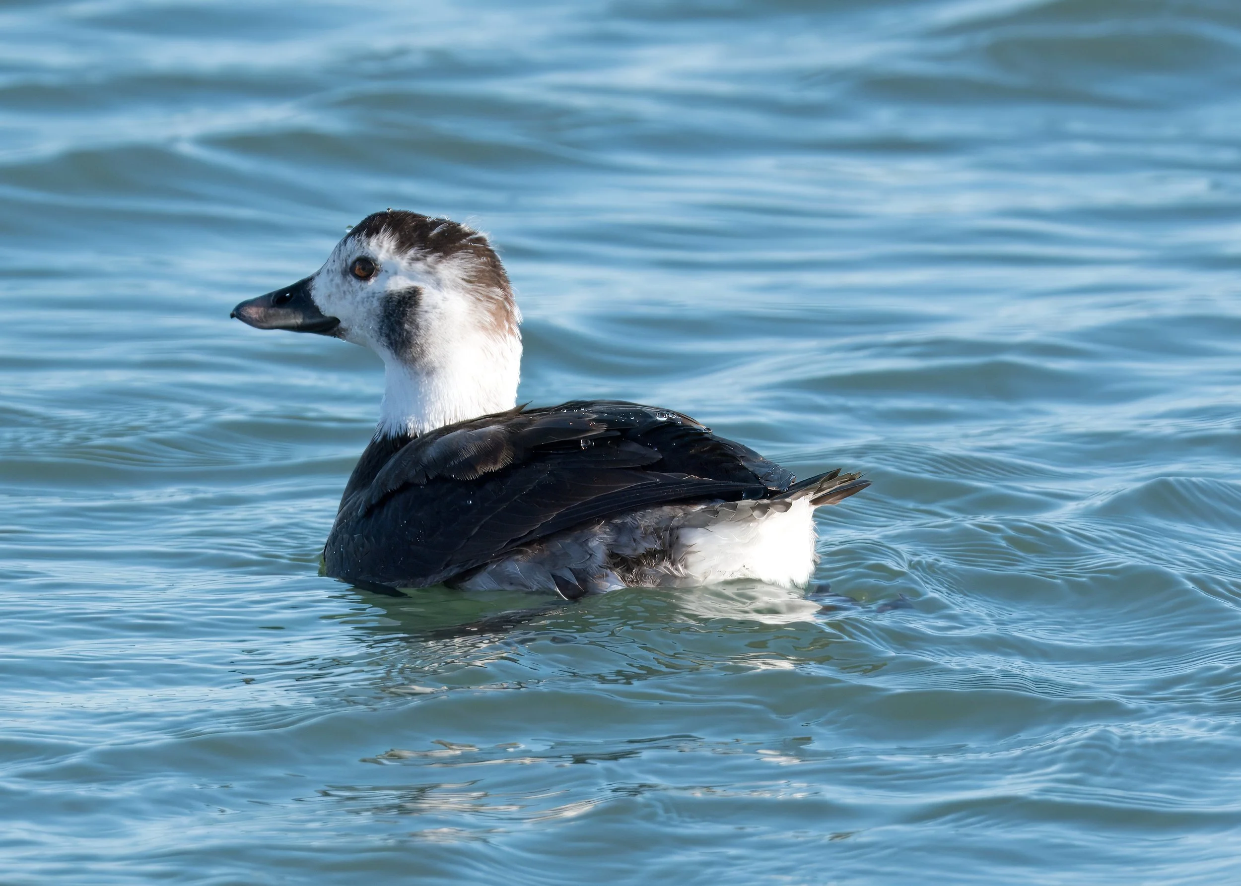 Tommy Thompson Park