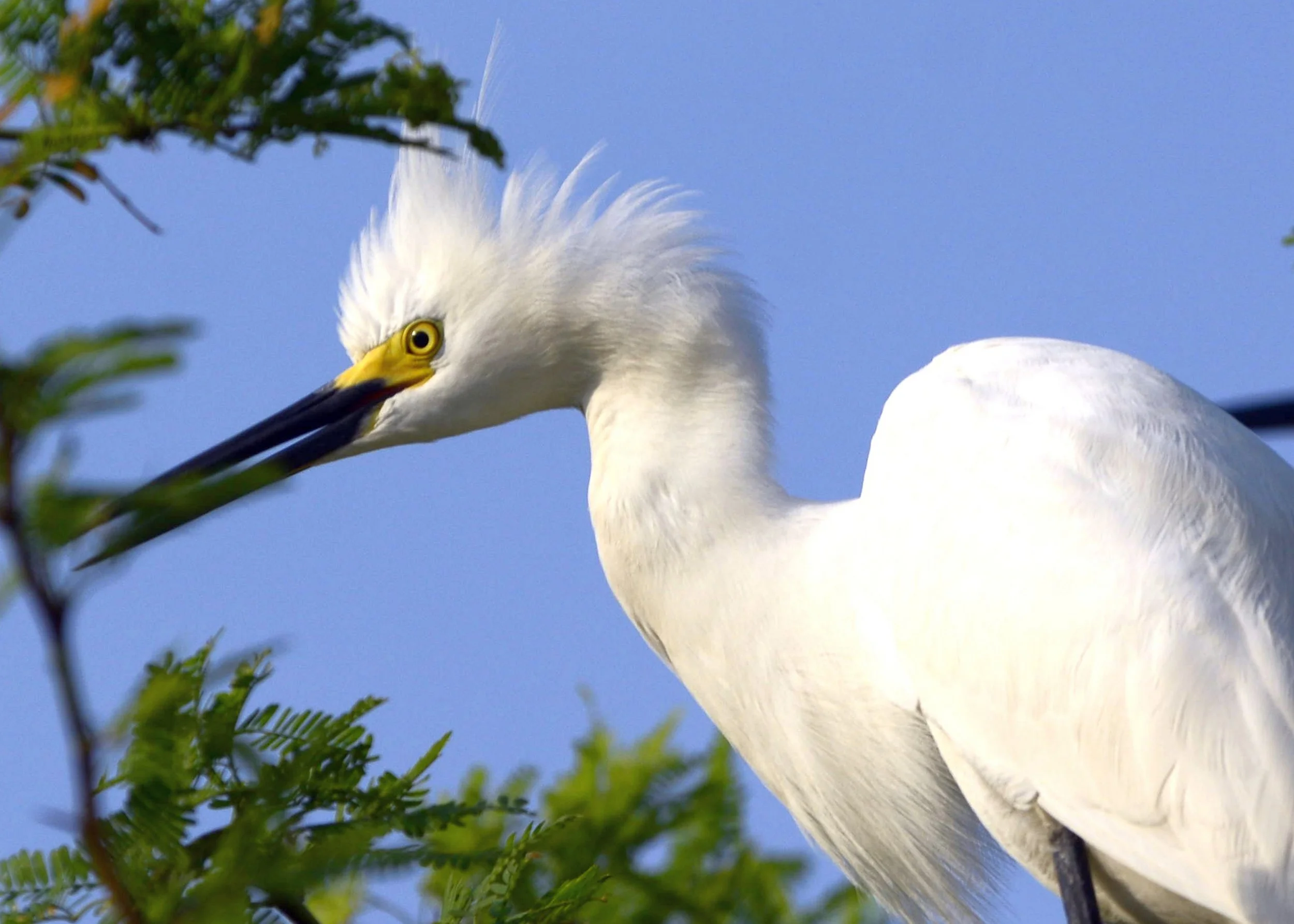 White Egret.jpg