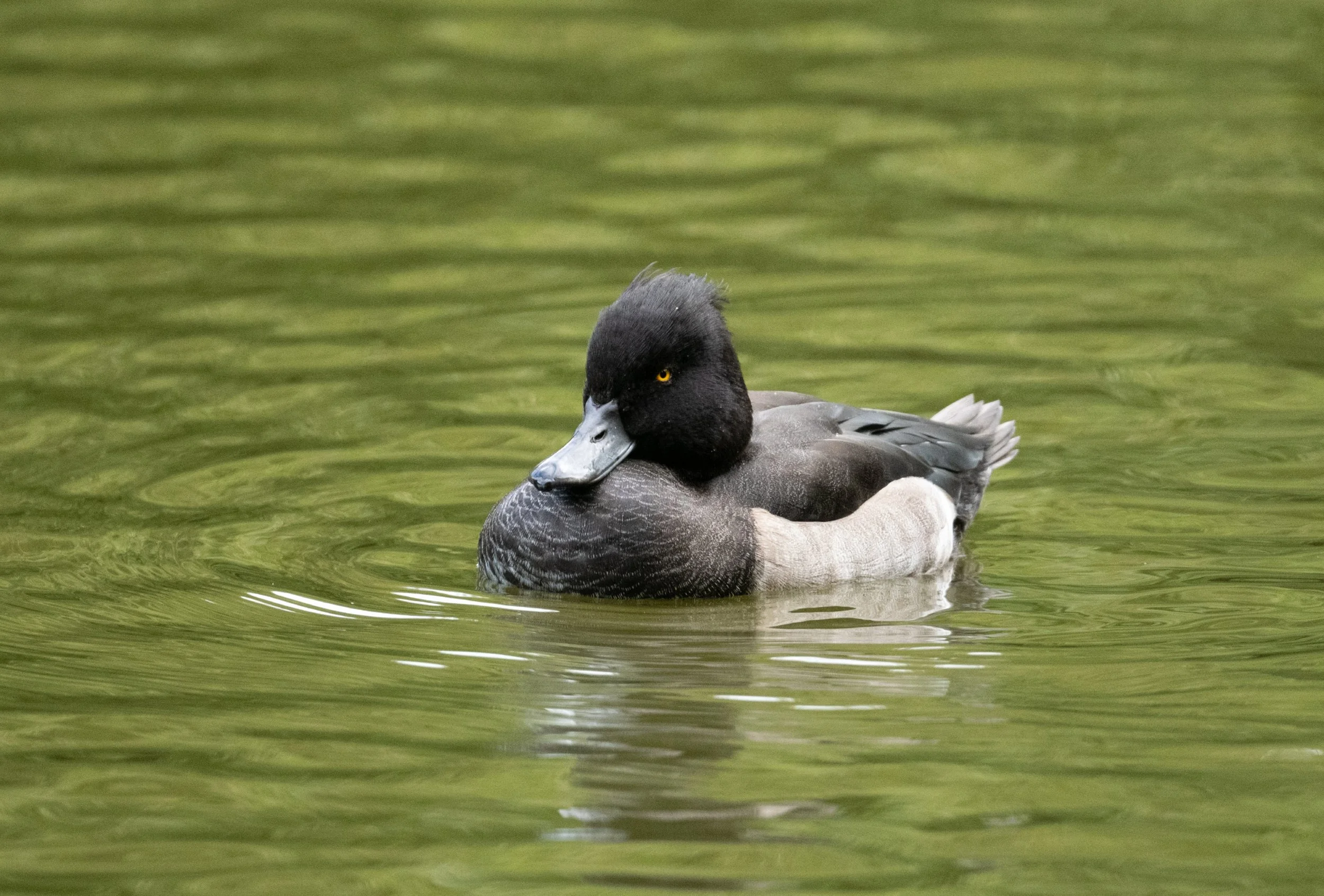 DSC_3053.jpg