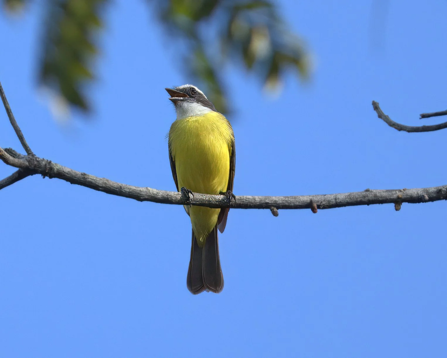 Gray-capped Flycatcher _5002480-xx.jpg