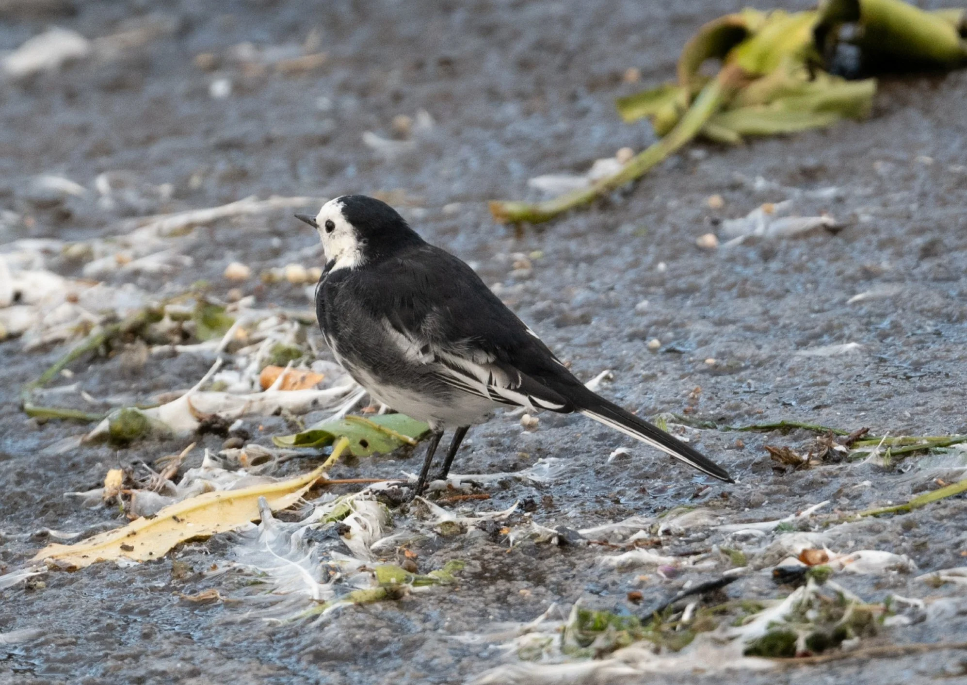 DSC_3153.jpg