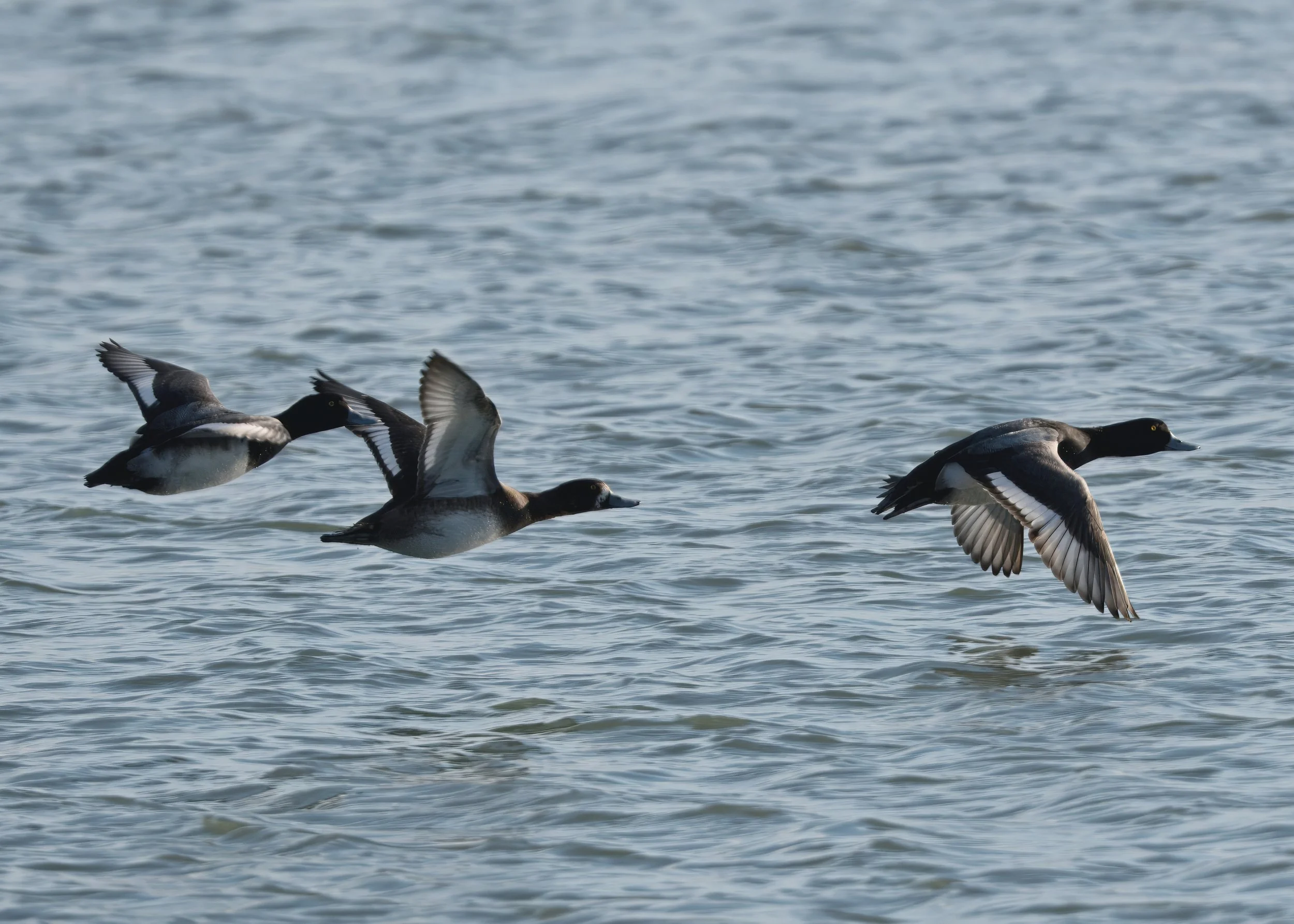 Tommy Thompson Park