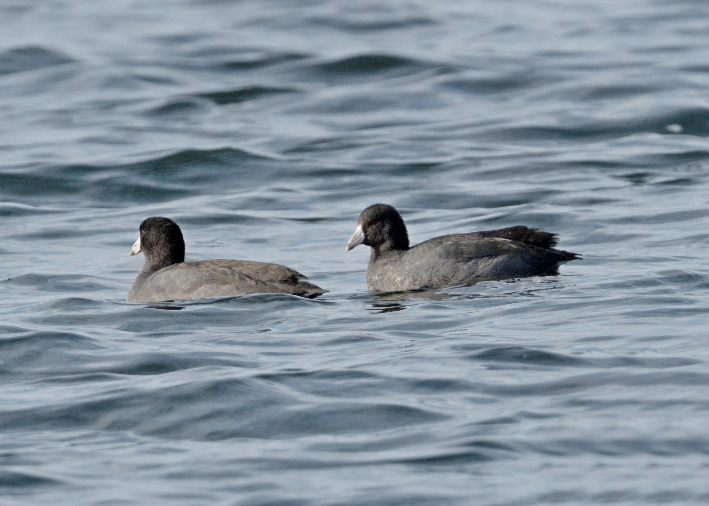 Tommy Thompson Park