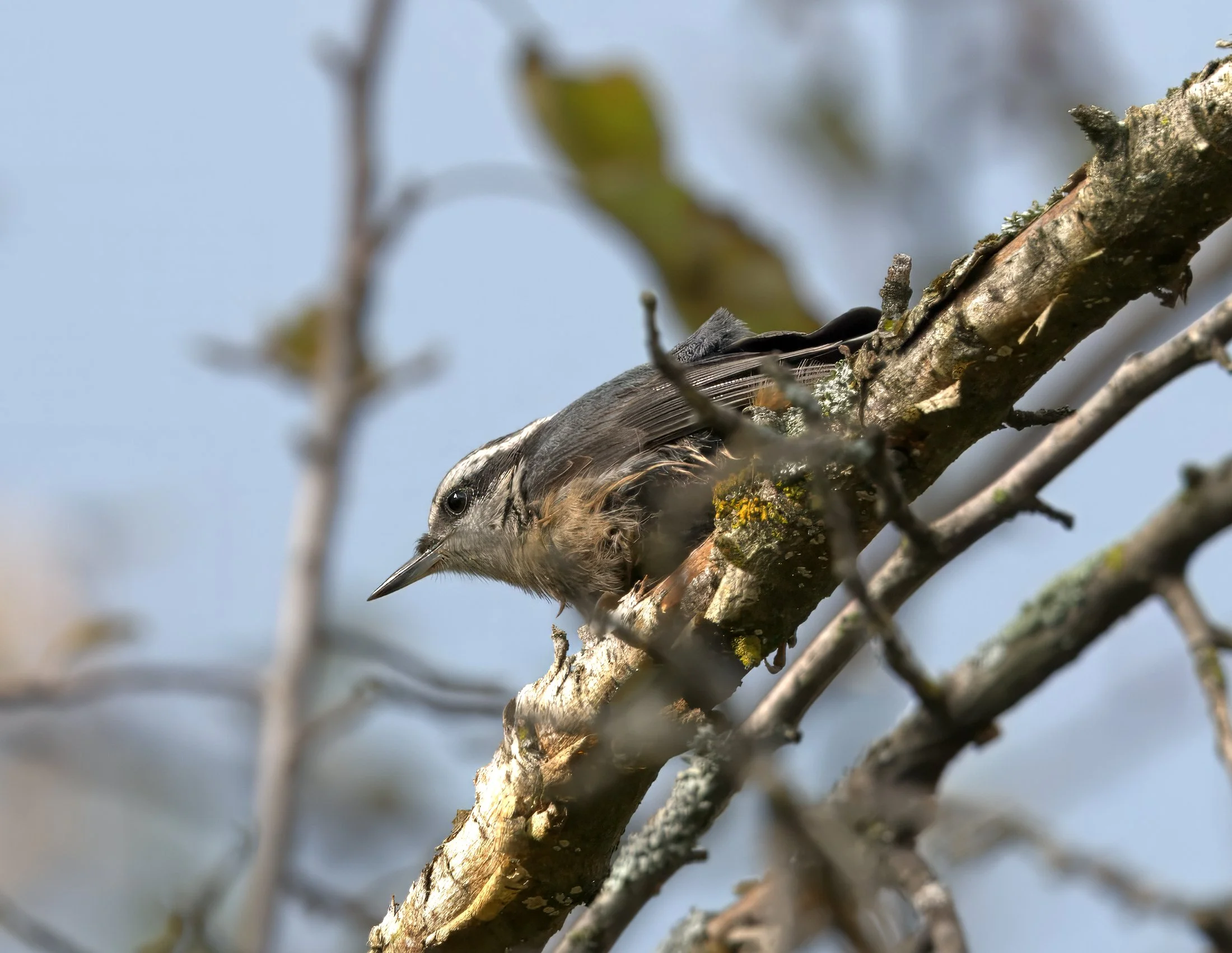 DSC_0087- 4.jpg