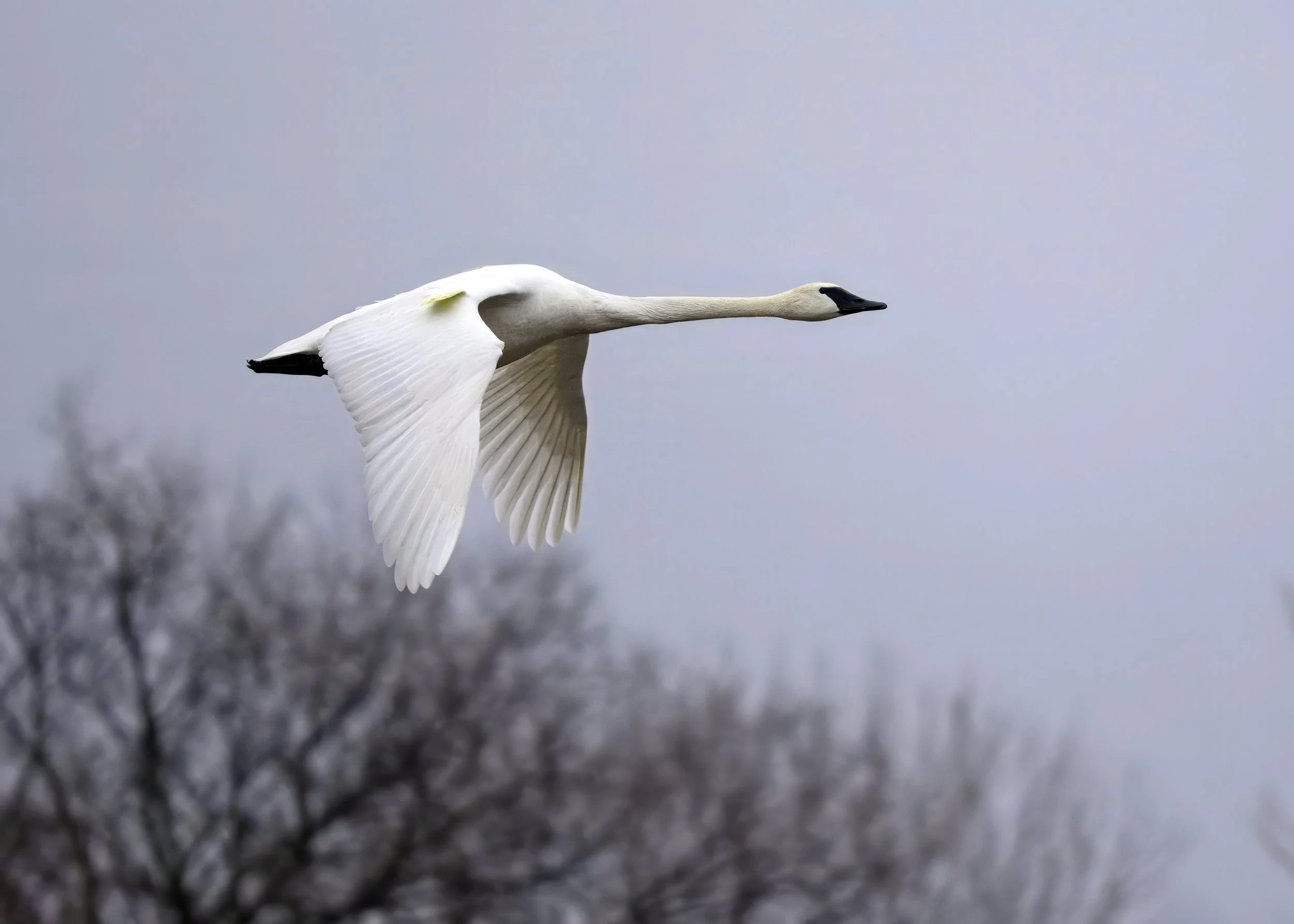 Tommy Thompson Park
