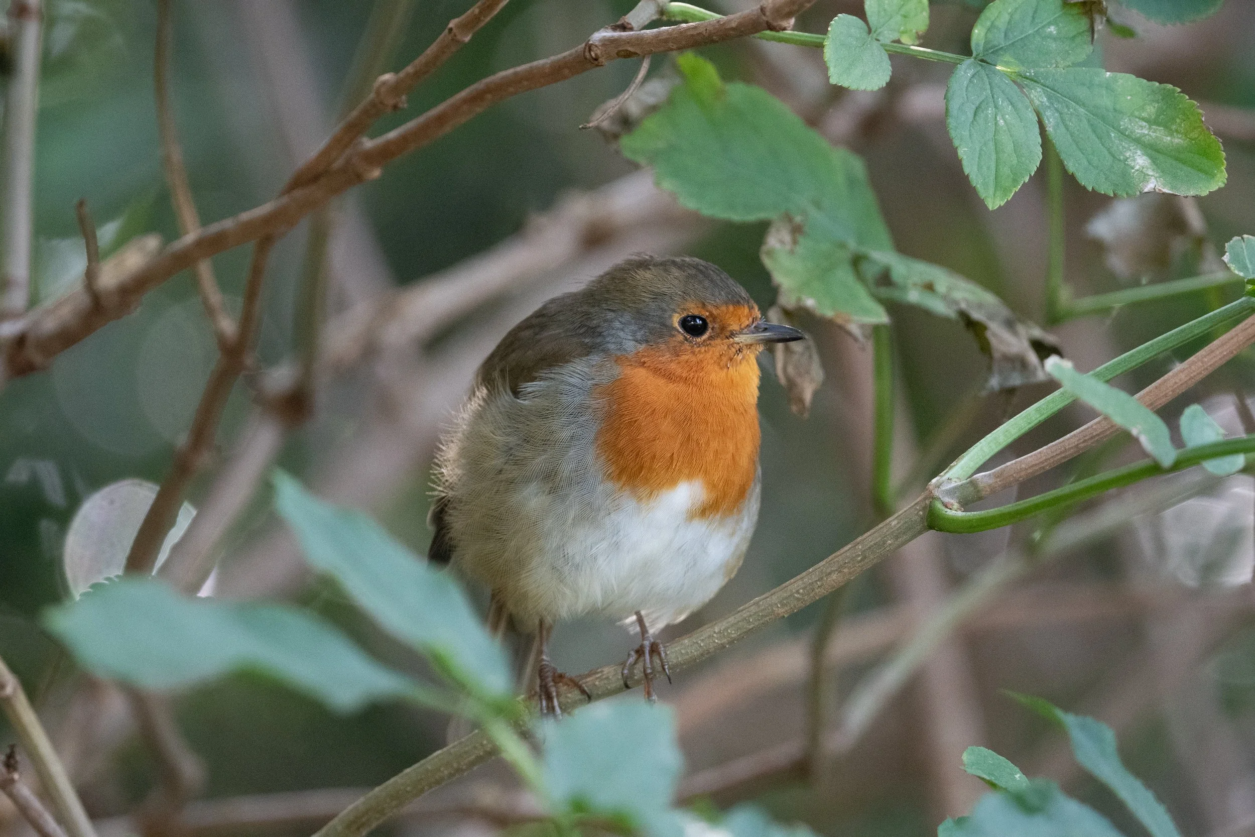 DSC_3158.jpg