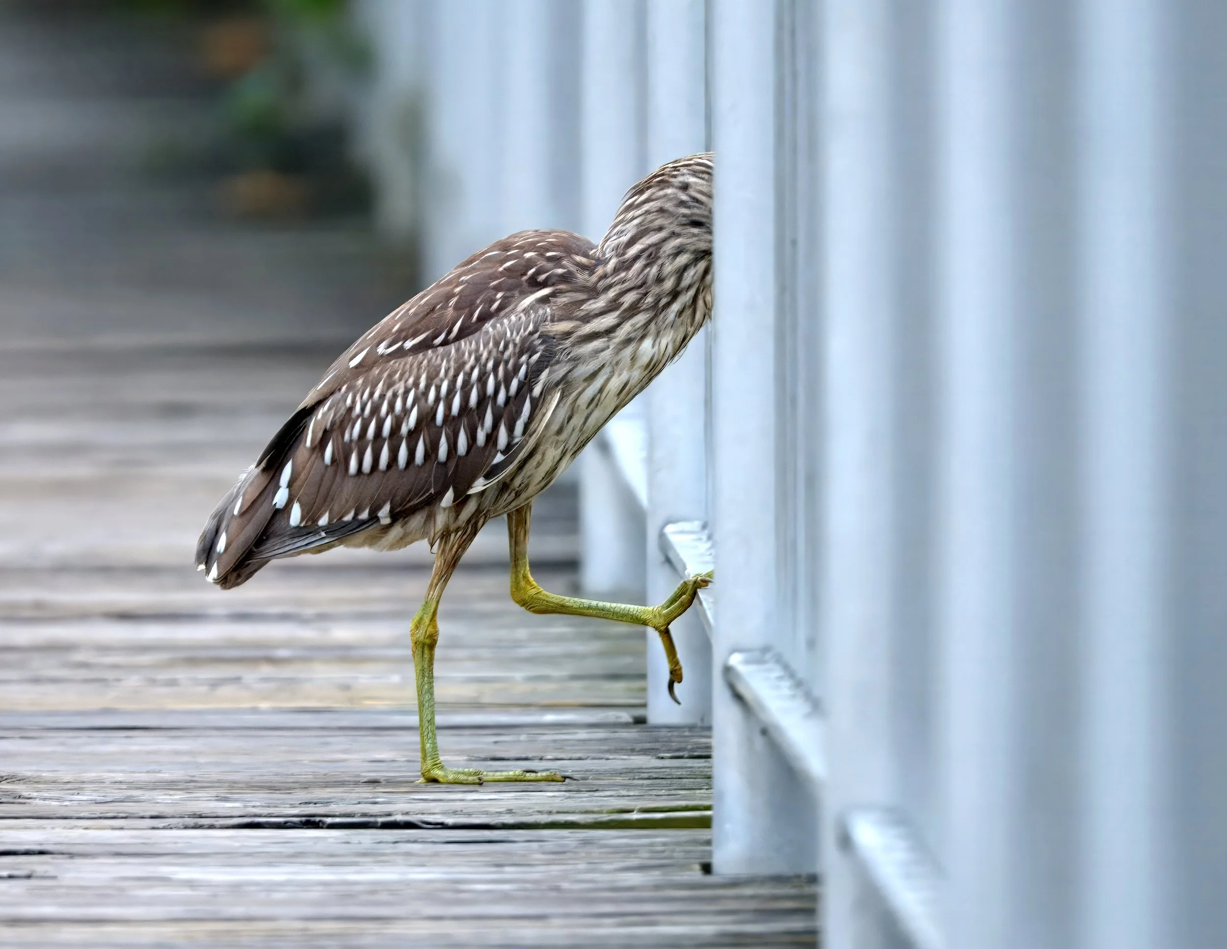 L'Amoreaux North Park