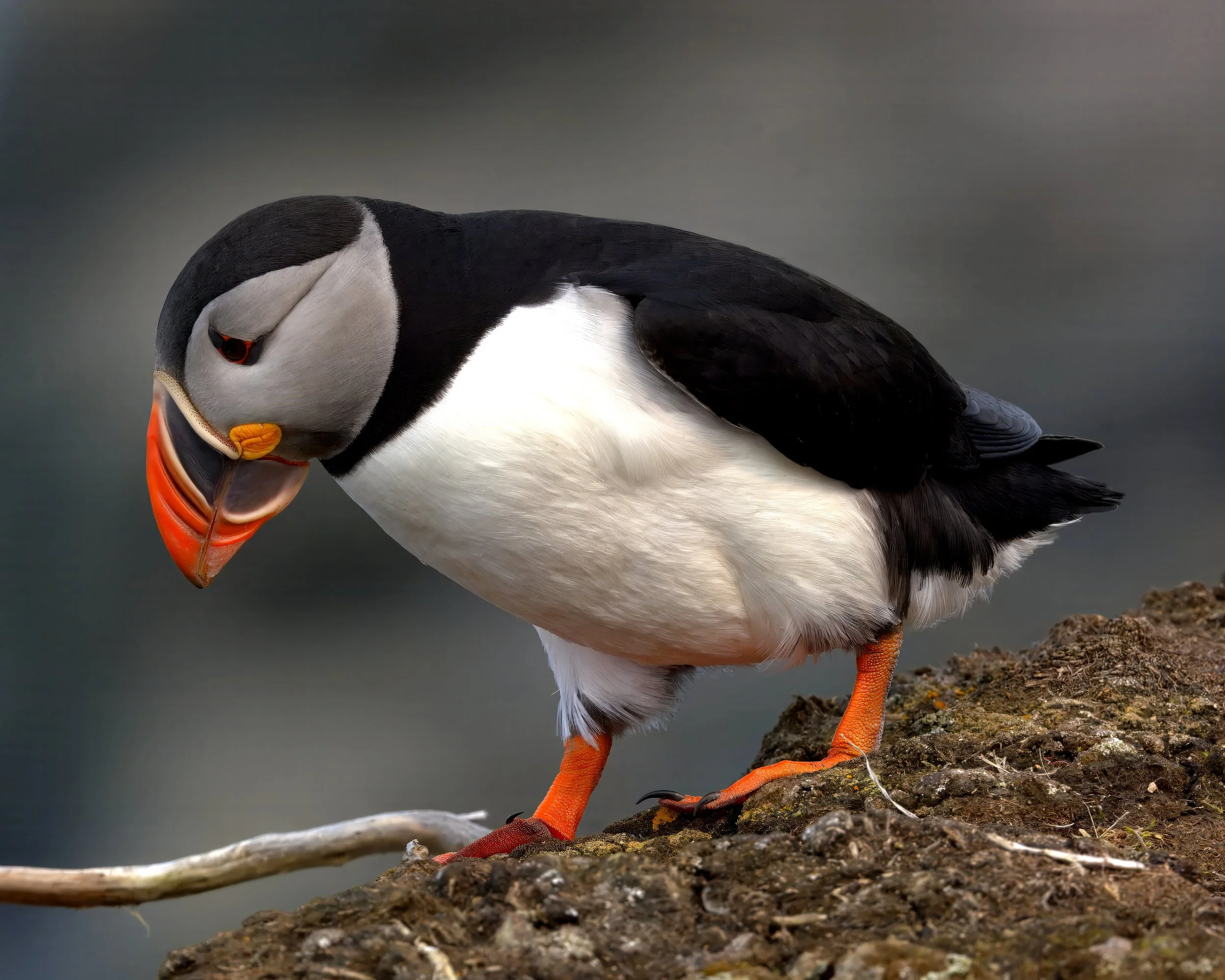 _DSC4961-xxxx.jpg