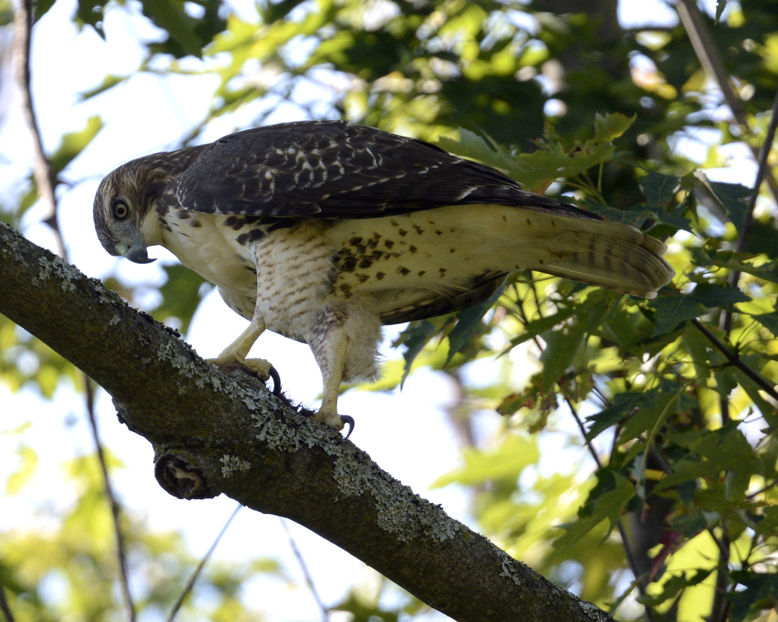 Duncan Creek