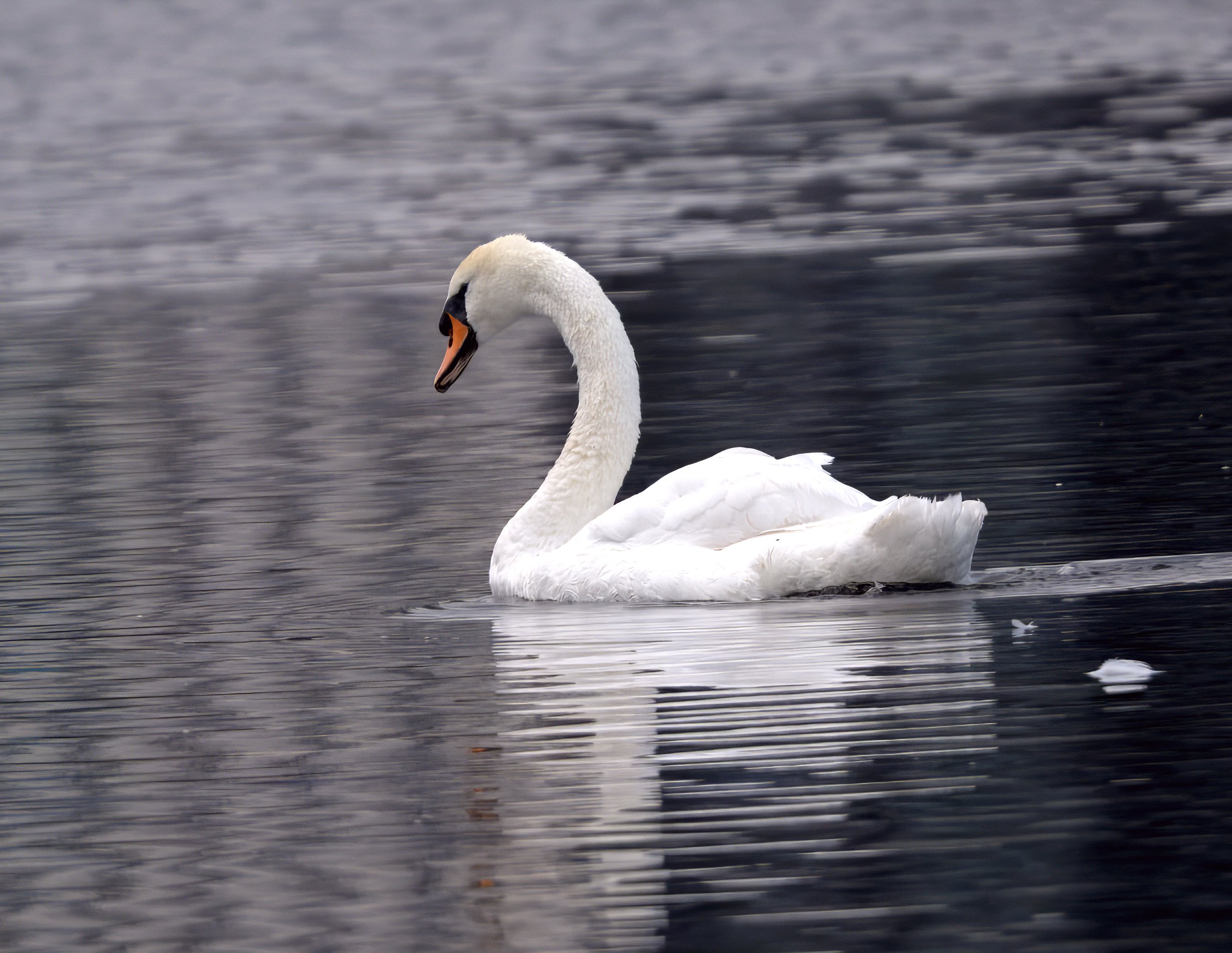 DSC_3145- 4.jpg