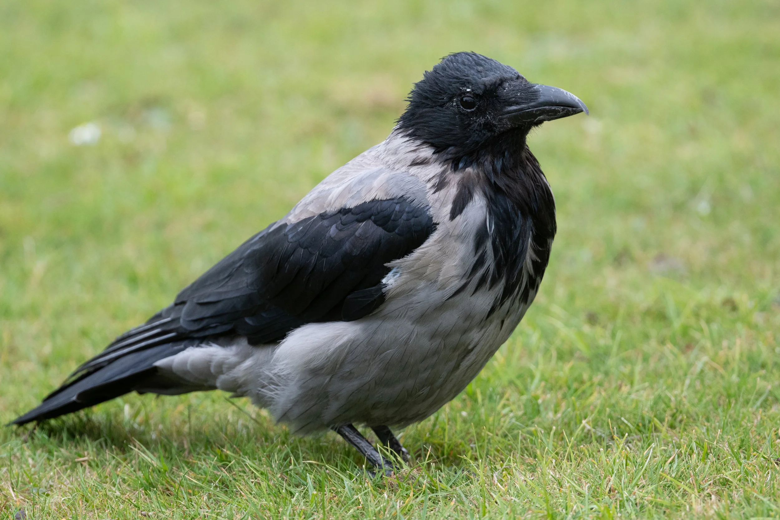 DSC_3121.jpg