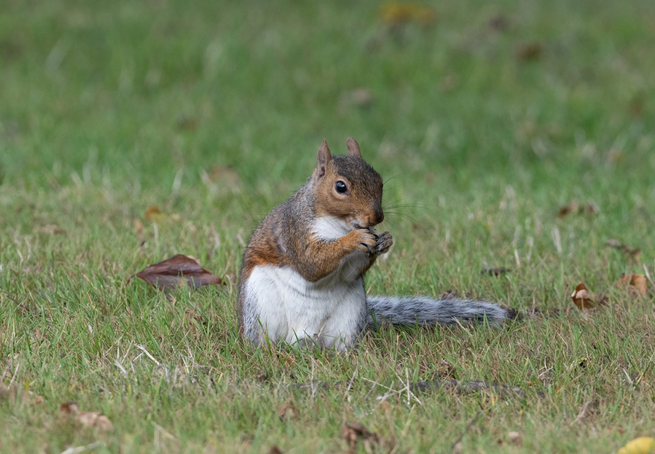 DSC_3196.jpg