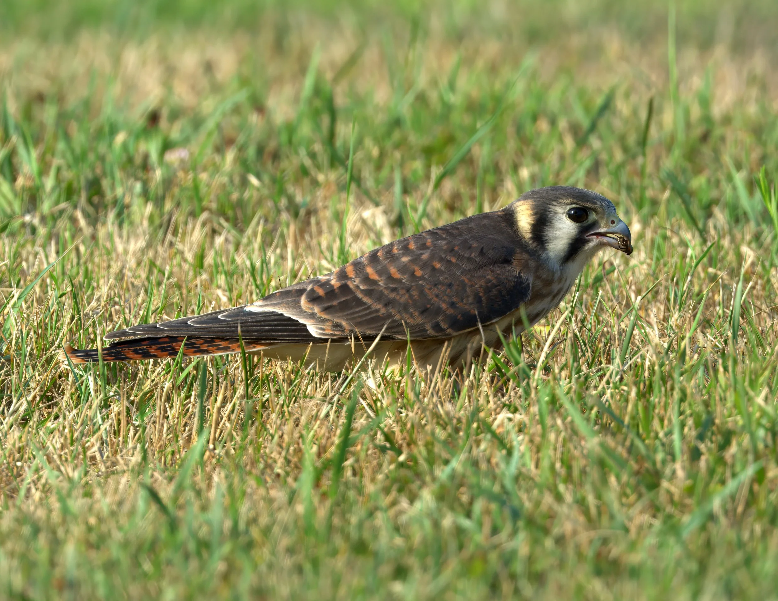 _D711382- 4.jpg