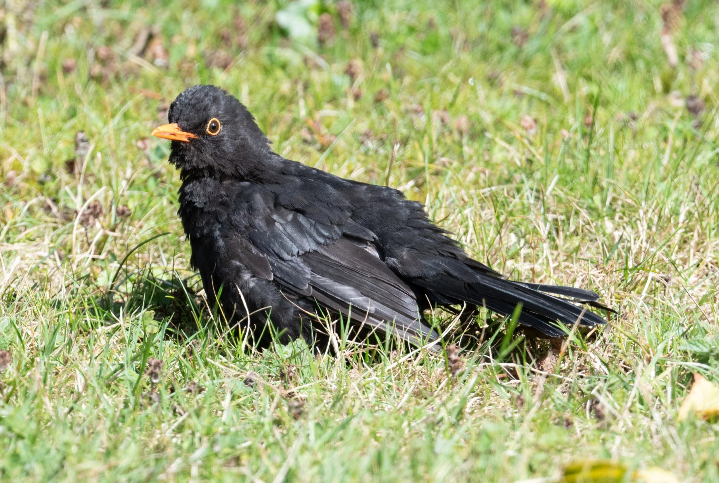 DSC_3171.jpg