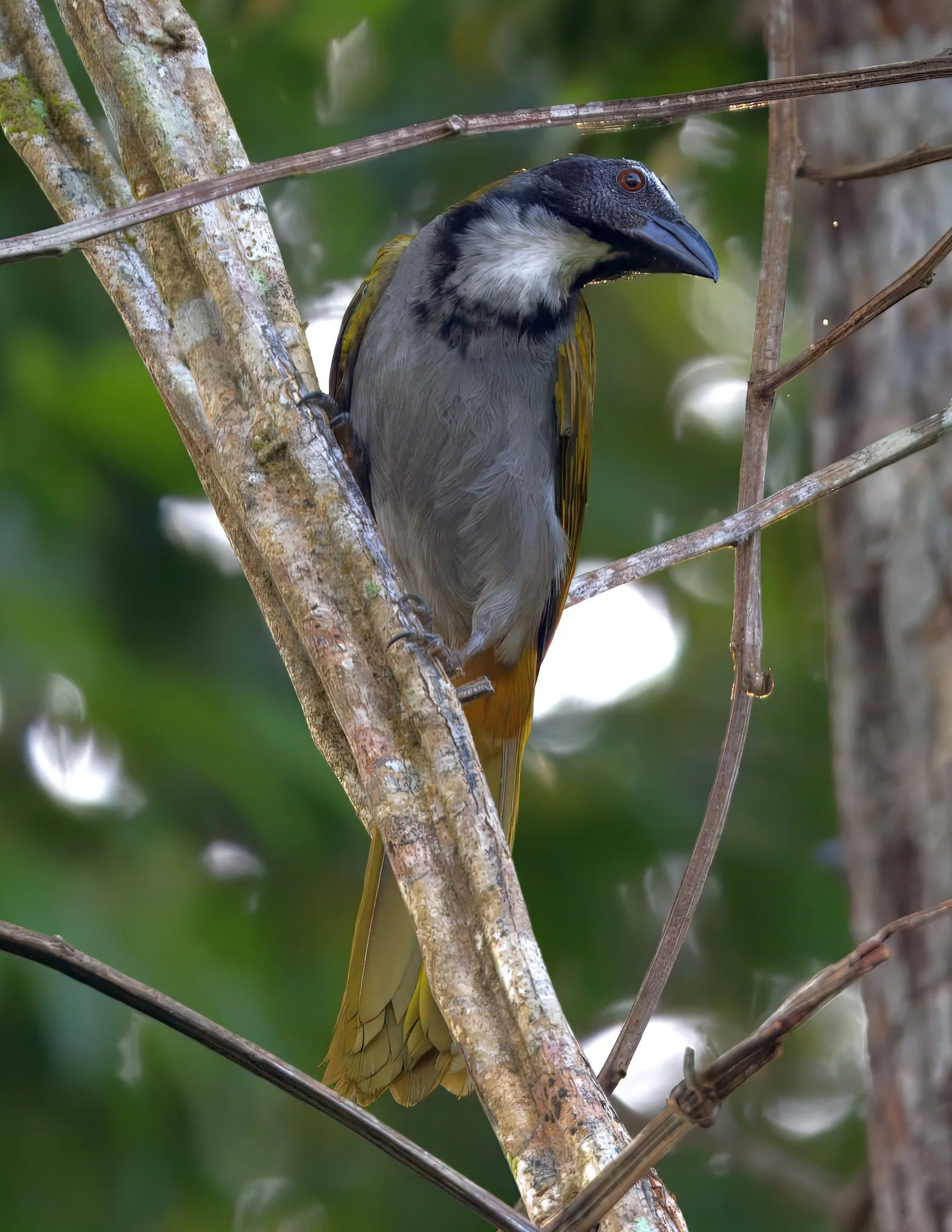 Black-headed Saltator 5002710-xx.jpg