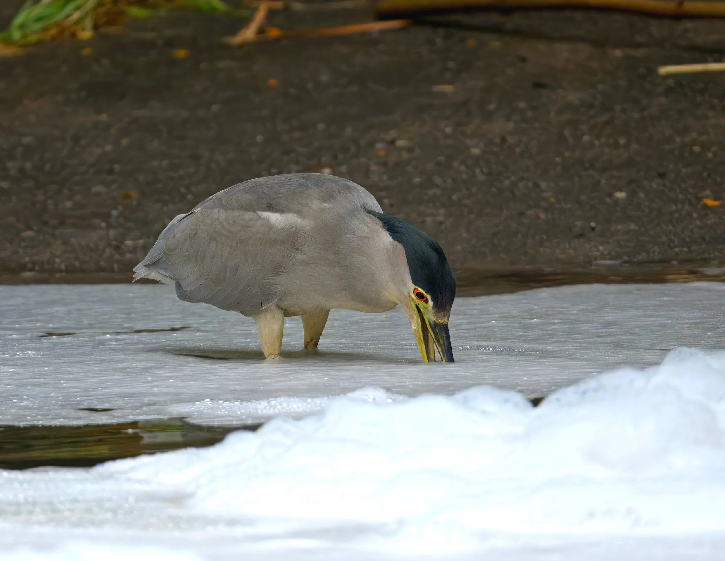 L'Amoreaux North Park