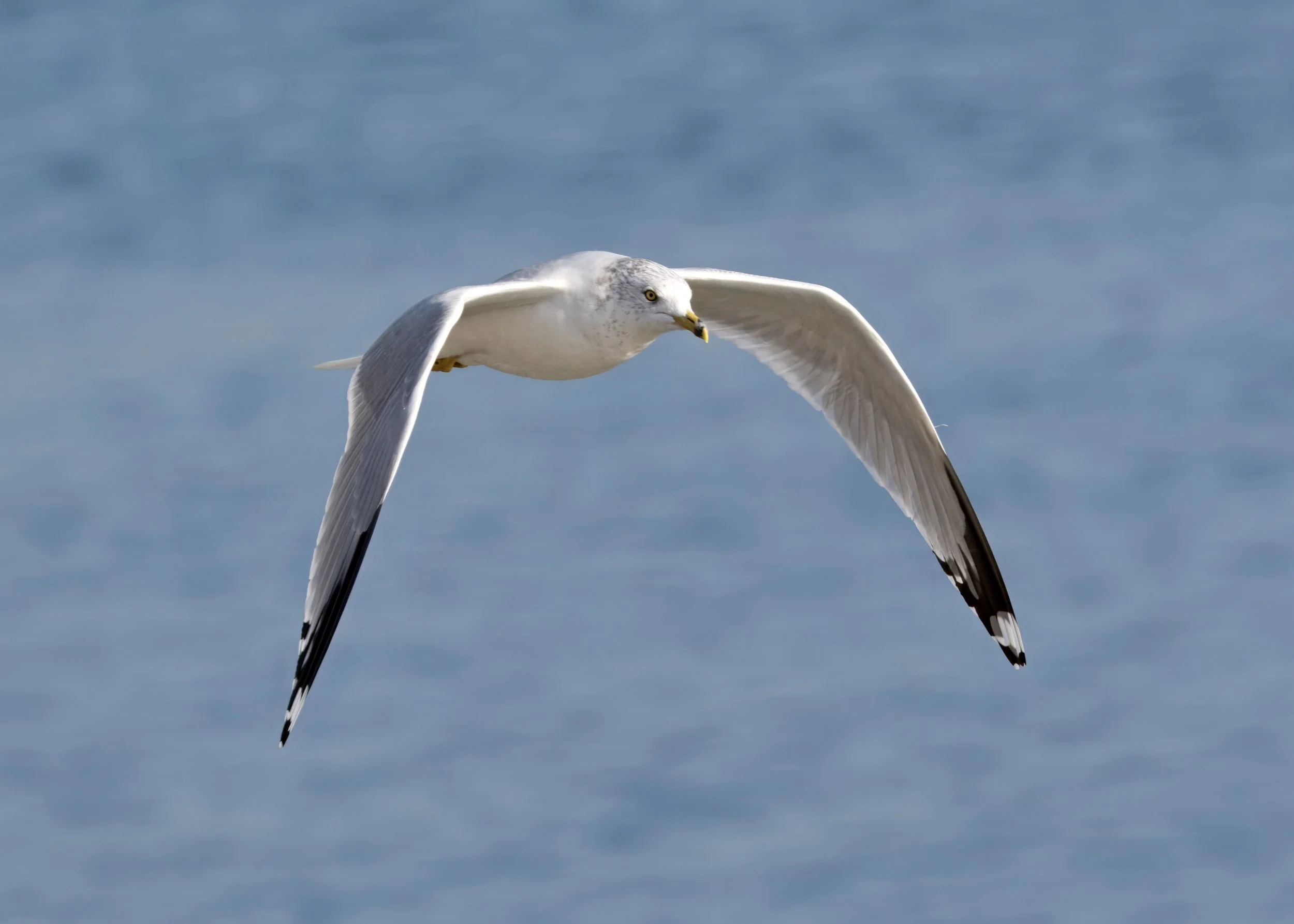 Tommy Thompson Park